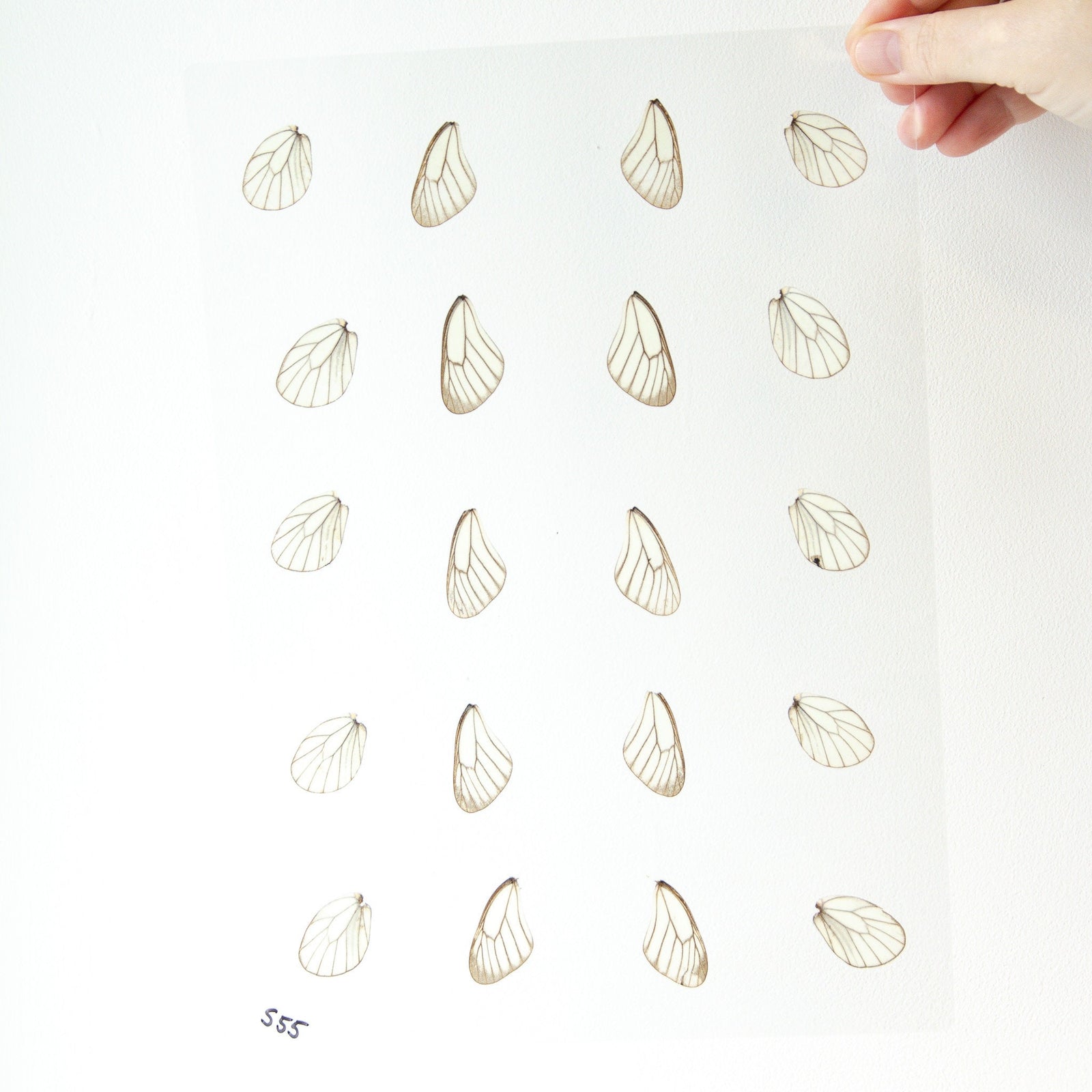Butterfly Wings GLOSSY LAMINATED SHEET Real Ethically Sourced Specimens Moths Butterflies Wings for Art -- S55