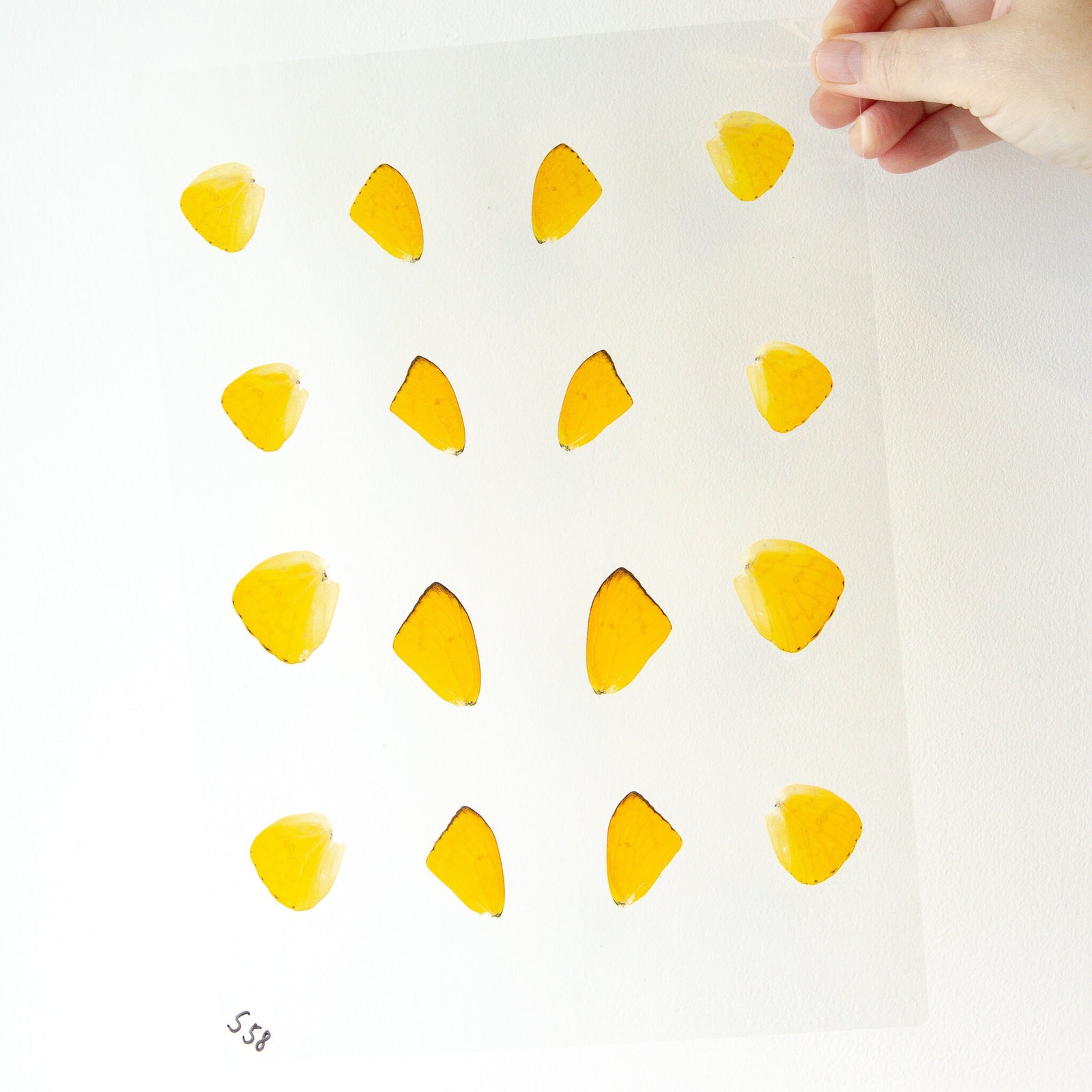 Butterfly Wings GLOSSY LAMINATED SHEET Real Ethically Sourced Specimens Moths Butterflies Wings for Art -- S58