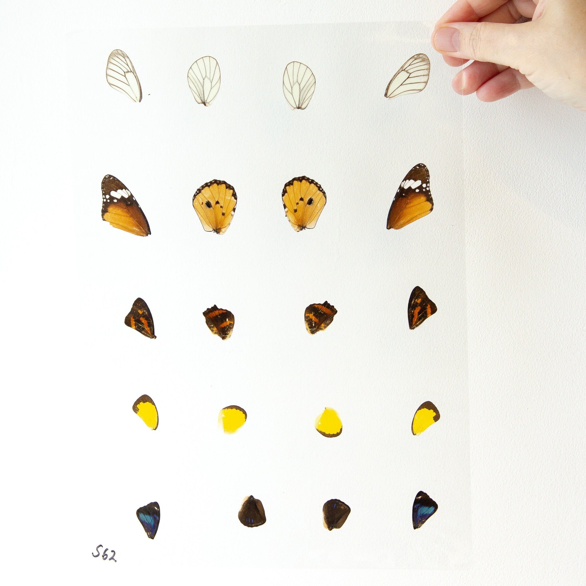 Butterfly Wings GLOSSY LAMINATED SHEET Real Ethically Sourced Specimens Moths Butterflies Wings for Art -- S62