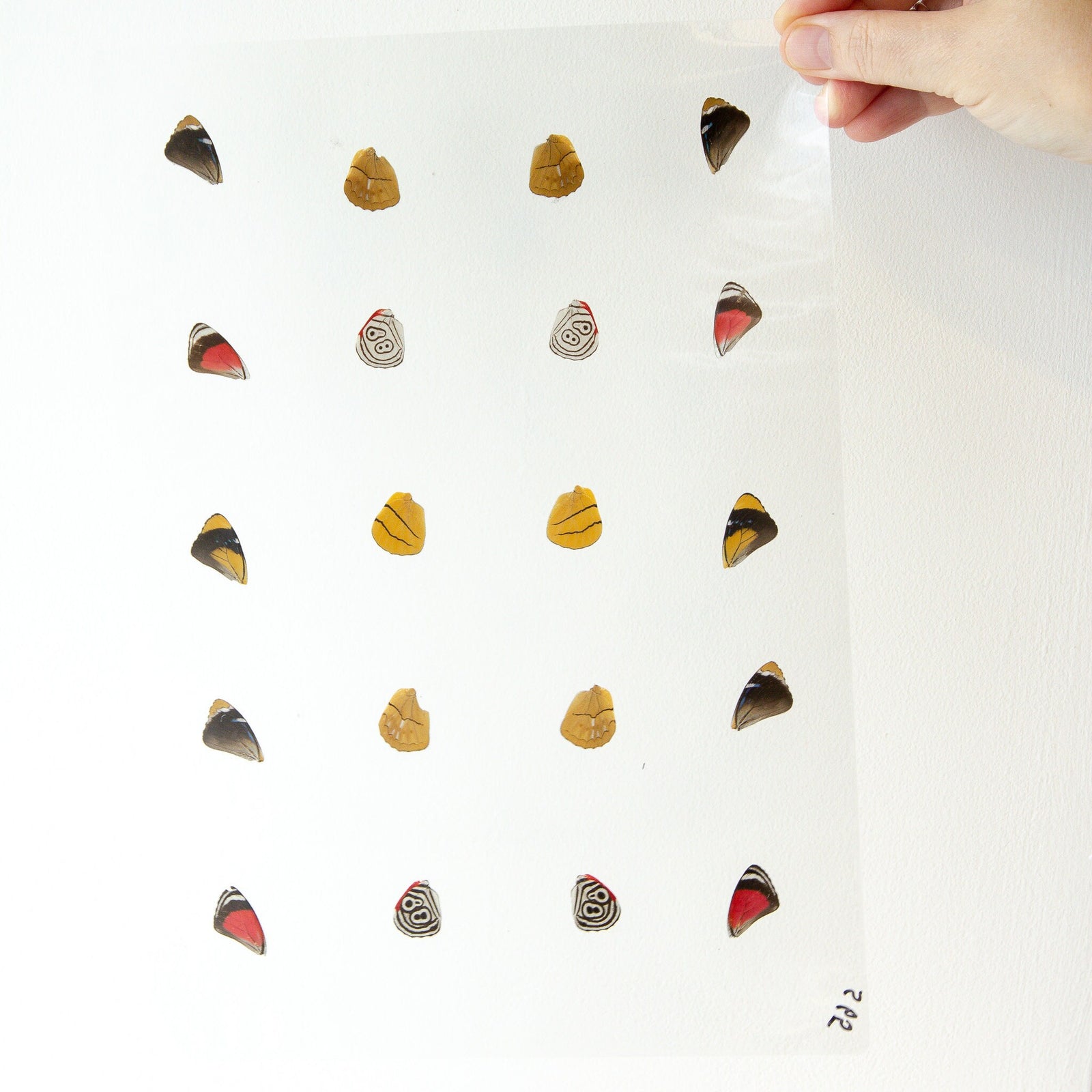 Butterfly Wings GLOSSY LAMINATED SHEET Real Ethically Sourced Specimens Moths Butterflies Wings for Art -- S65