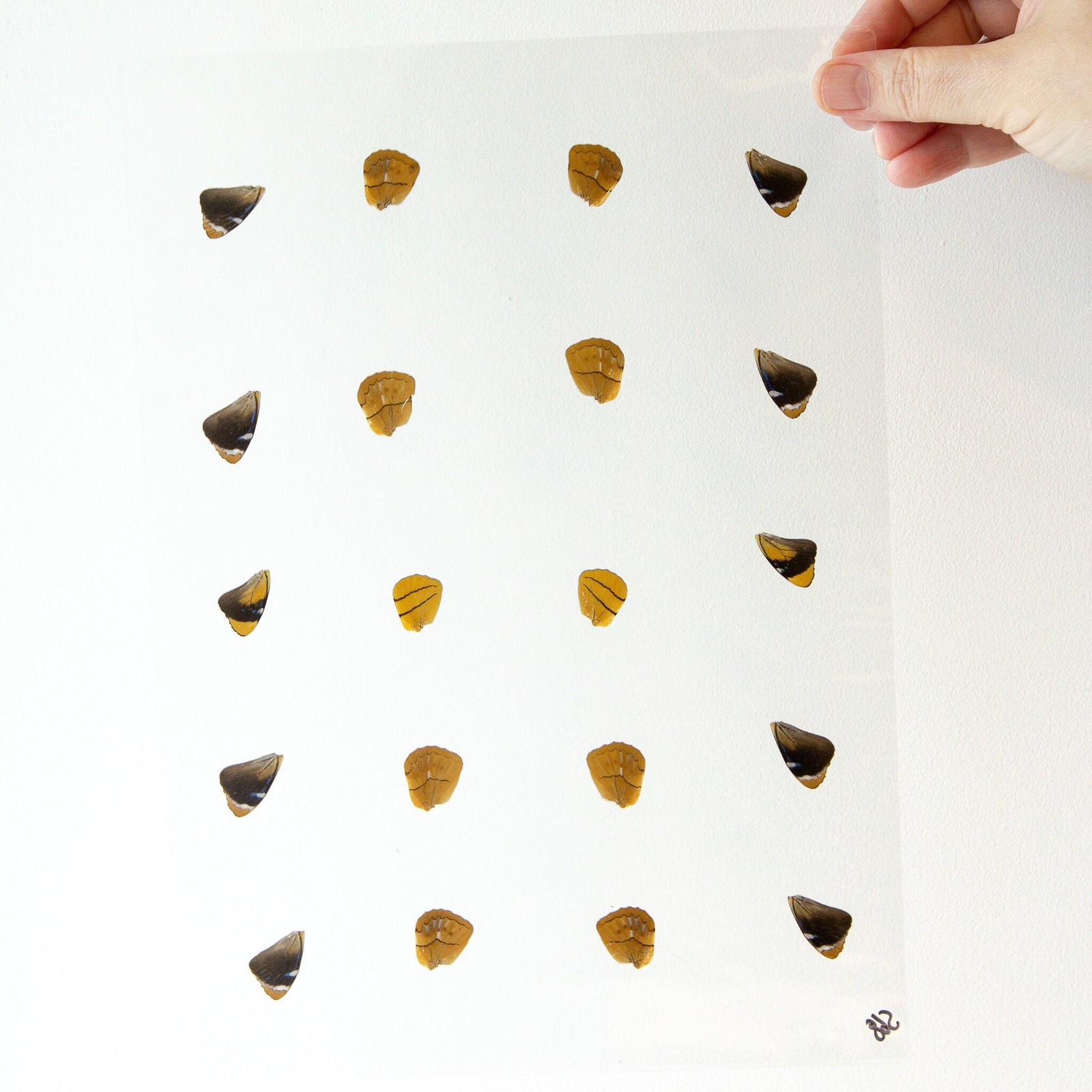 Butterfly Wings GLOSSY LAMINATED SHEET Real Ethically Sourced Specimens Moths Butterflies Wings for Art -- S68