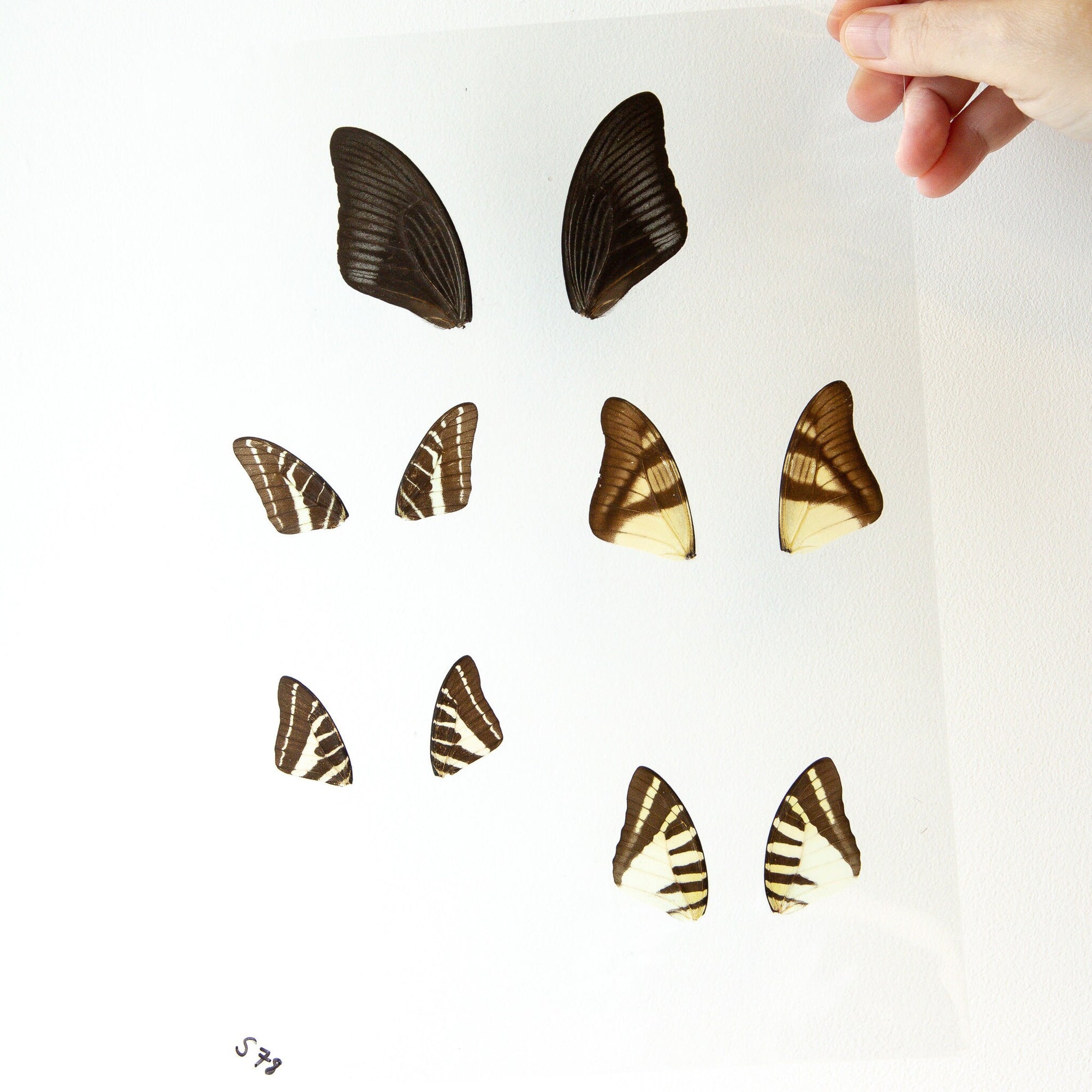 Butterfly Wings GLOSSY LAMINATED SHEET Real Ethically Sourced Specimens Moths Butterflies Wings for Art -- S78