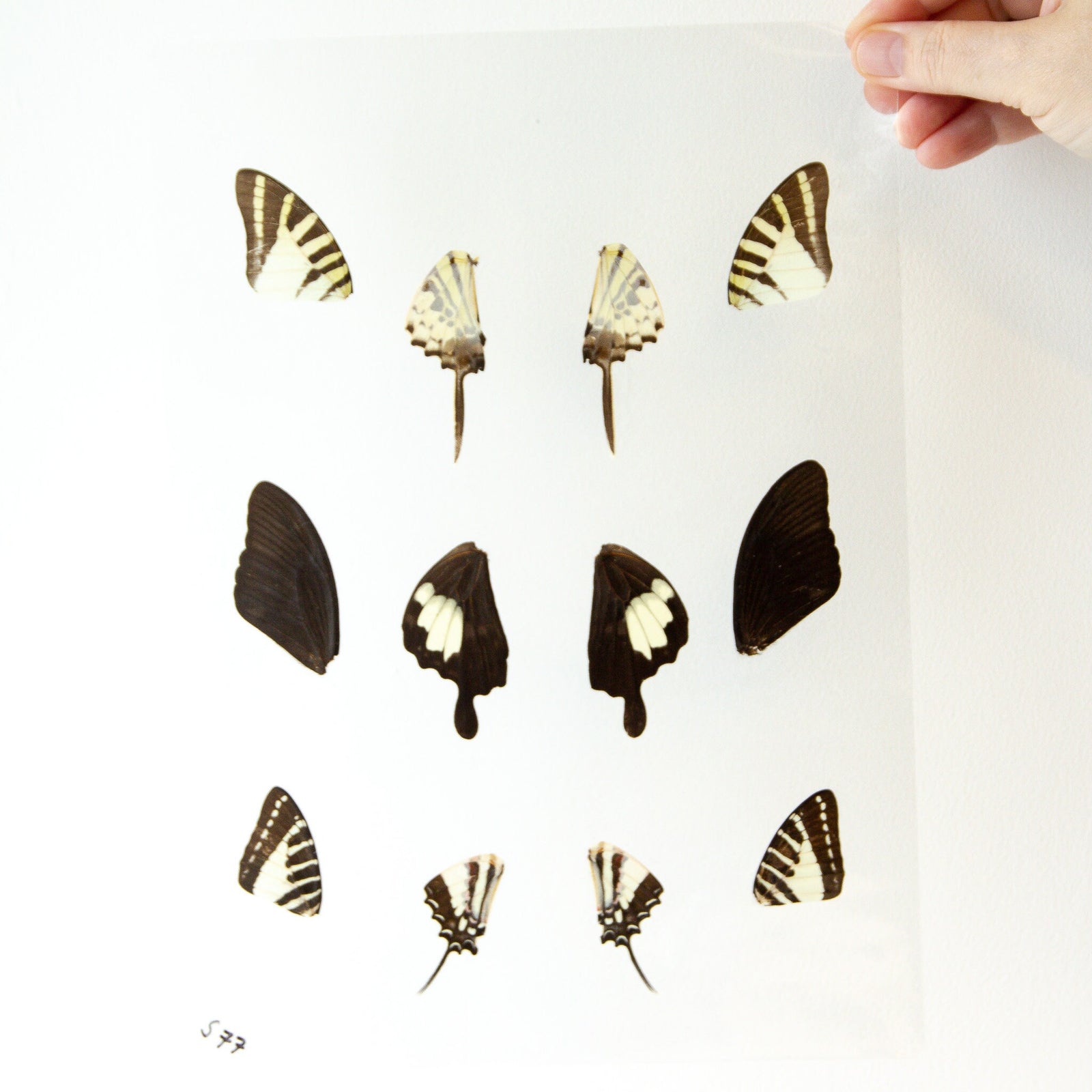 Butterfly Wings GLOSSY LAMINATED SHEET Real Ethically Sourced Specimens Moths Butterflies Wings for Art -- S77