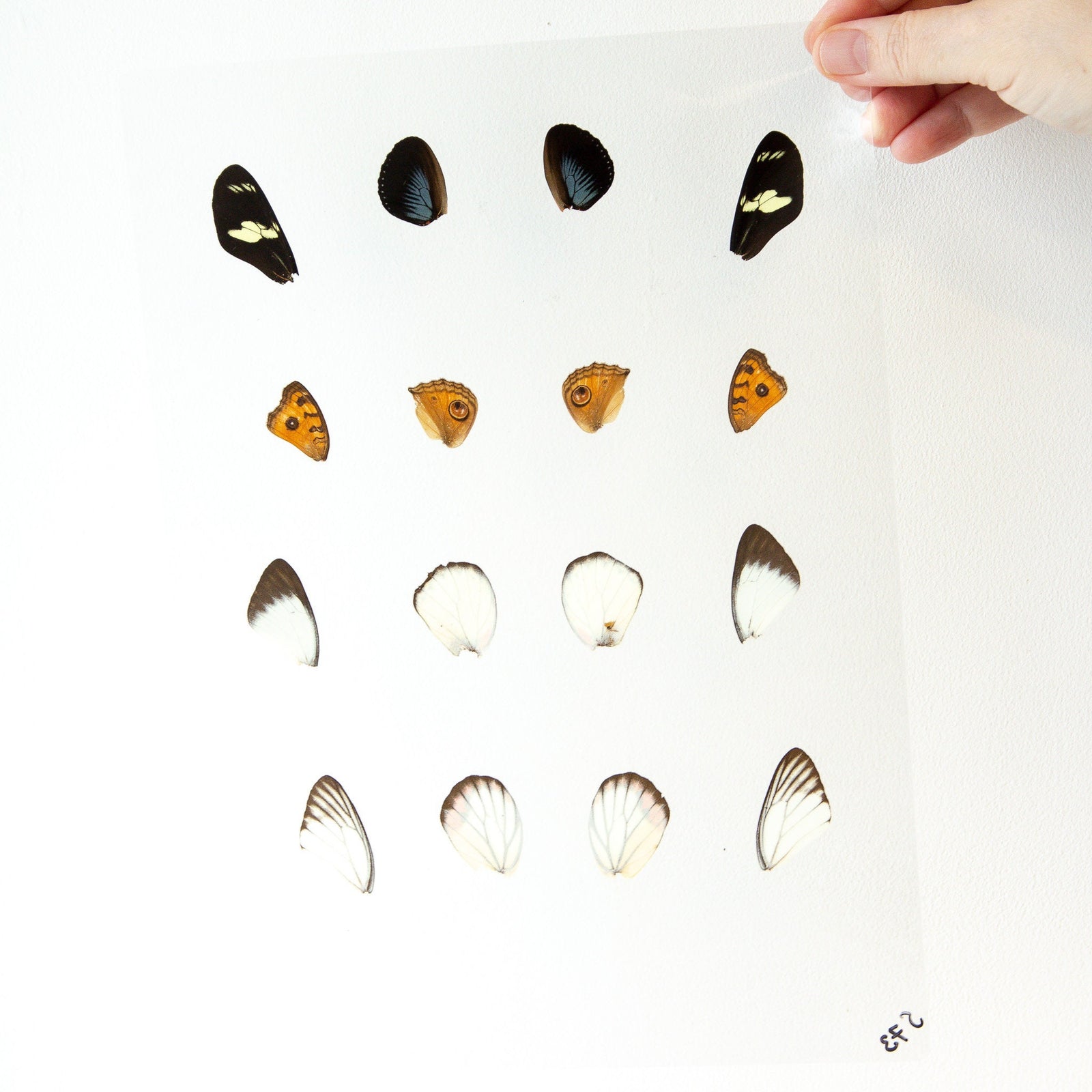 Butterfly Wings GLOSSY LAMINATED SHEET Real Ethically Sourced Specimens Moths Butterflies Wings for Art -- S73