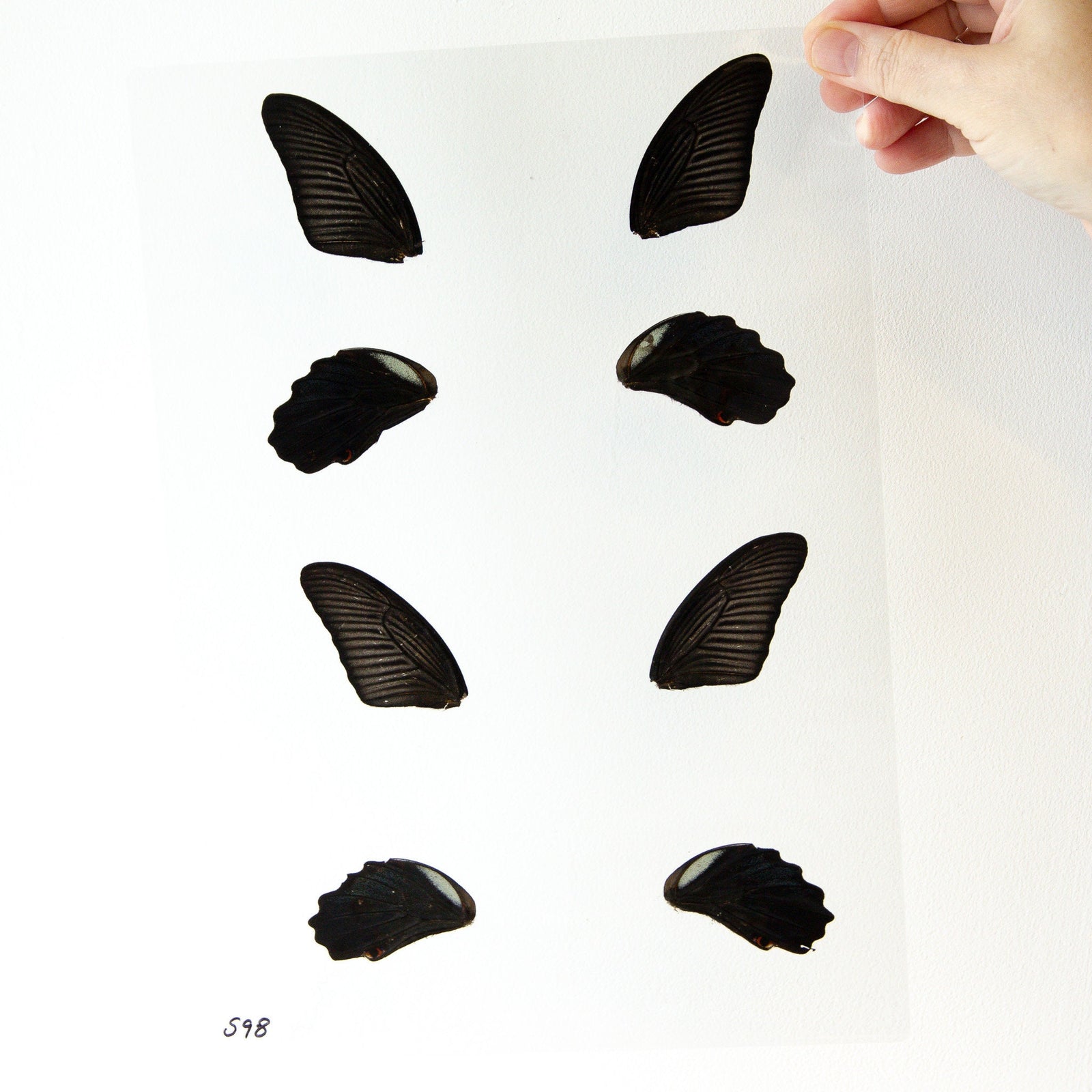 Butterfly Wings GLOSSY LAMINATED SHEET Real Ethically Sourced Specimens Moths Butterflies Wings for Art -- S98