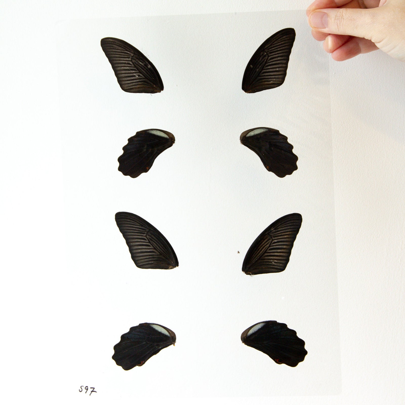 Butterfly Wings GLOSSY LAMINATED SHEET Real Ethically Sourced Specimens Moths Butterflies Wings for Art -- S97