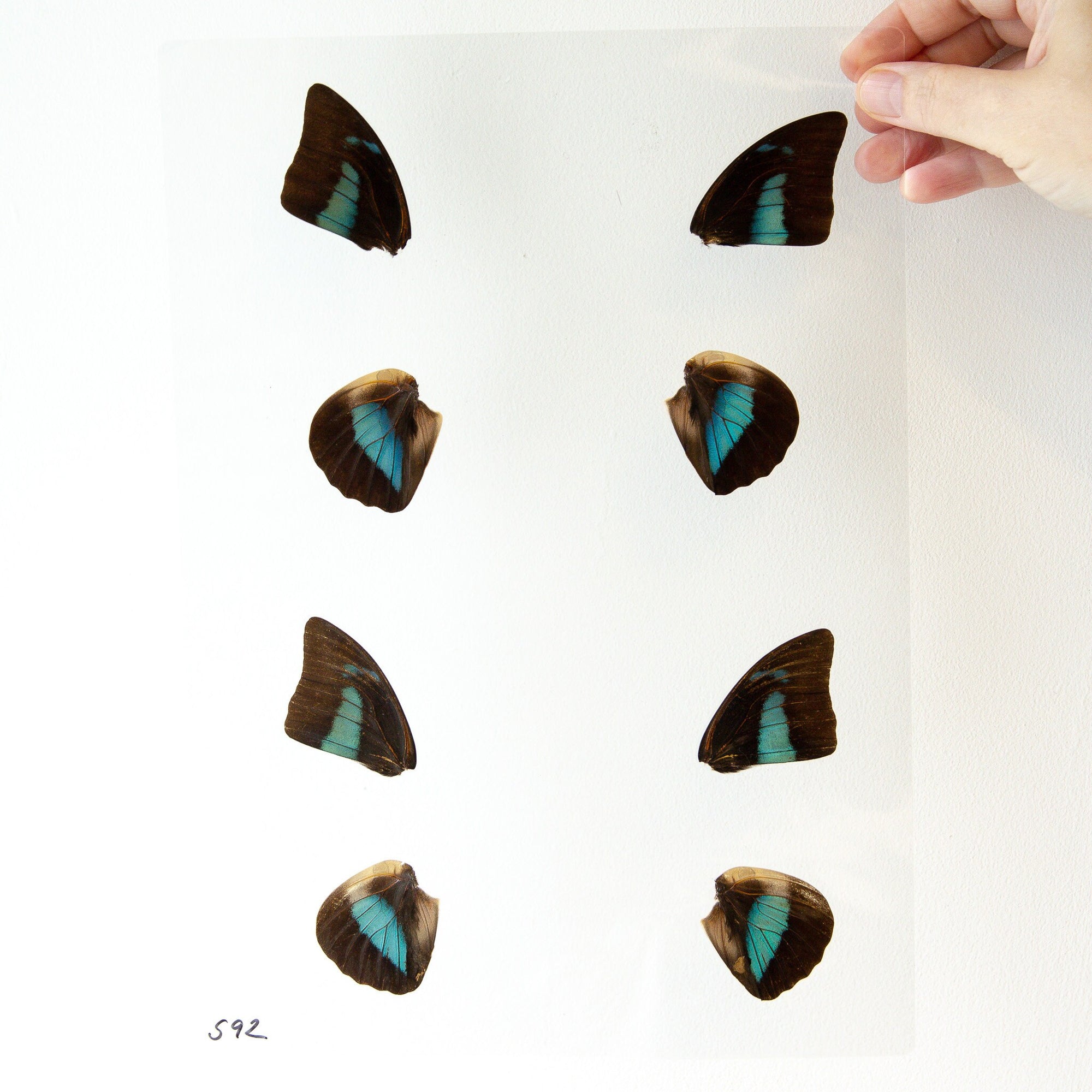 Butterfly Wings GLOSSY LAMINATED SHEET Real Ethically Sourced Specimens Moths Butterflies Wings for Art -- S92