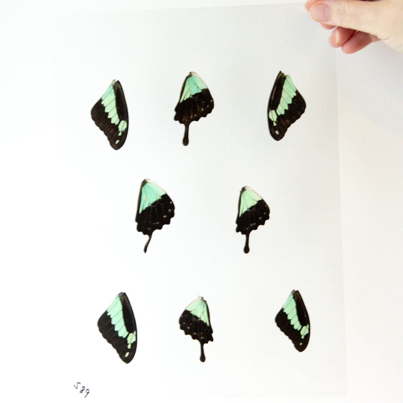 Butterfly Wings GLOSSY LAMINATED SHEET Real Ethically Sourced Specimens Moths Butterflies Wings for Art -- S89