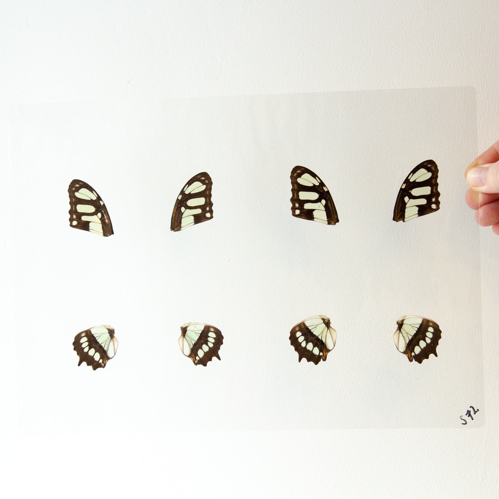 Butterfly Wings GLOSSY LAMINATED SHEET Real Ethically Sourced Specimens Moths Butterflies Wings for Art -- S72