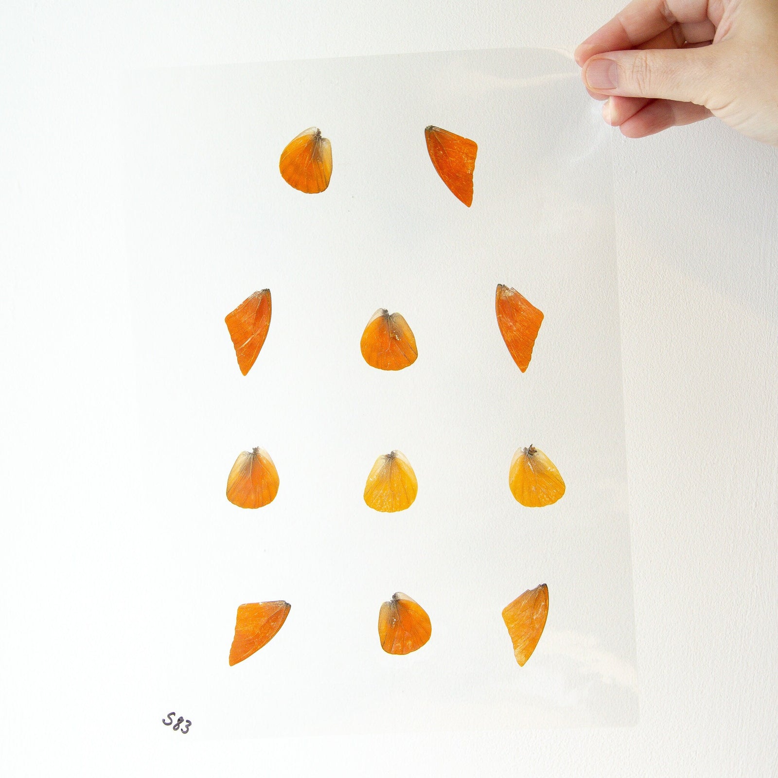 Butterfly Wings GLOSSY LAMINATED SHEET Real Ethically Sourced Specimens Moths Butterflies Wings for Art -- S83