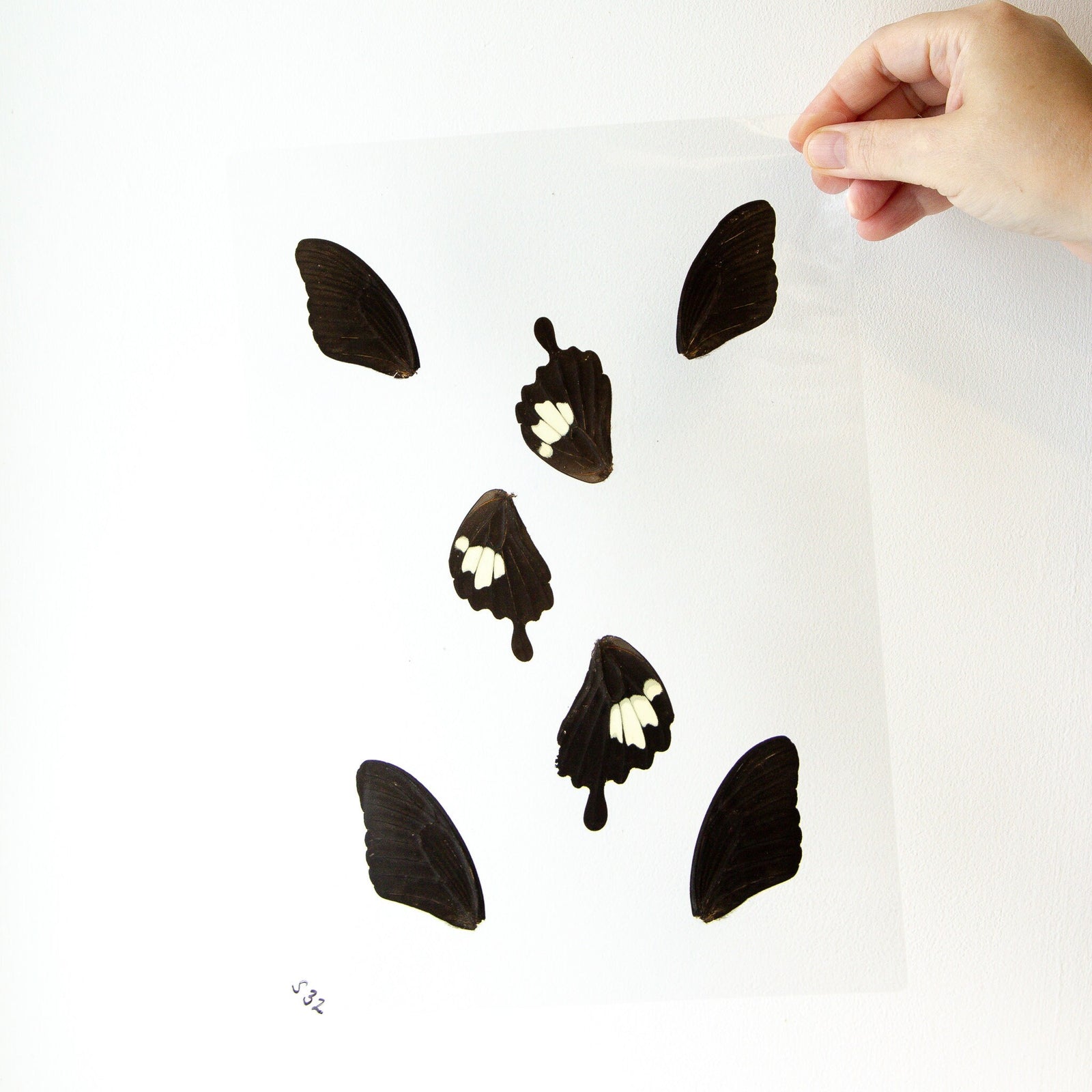 Butterfly Wings GLOSSY LAMINATED SHEET Real Ethically Sourced Specimens Moths Butterflies Wings for Art -- S32