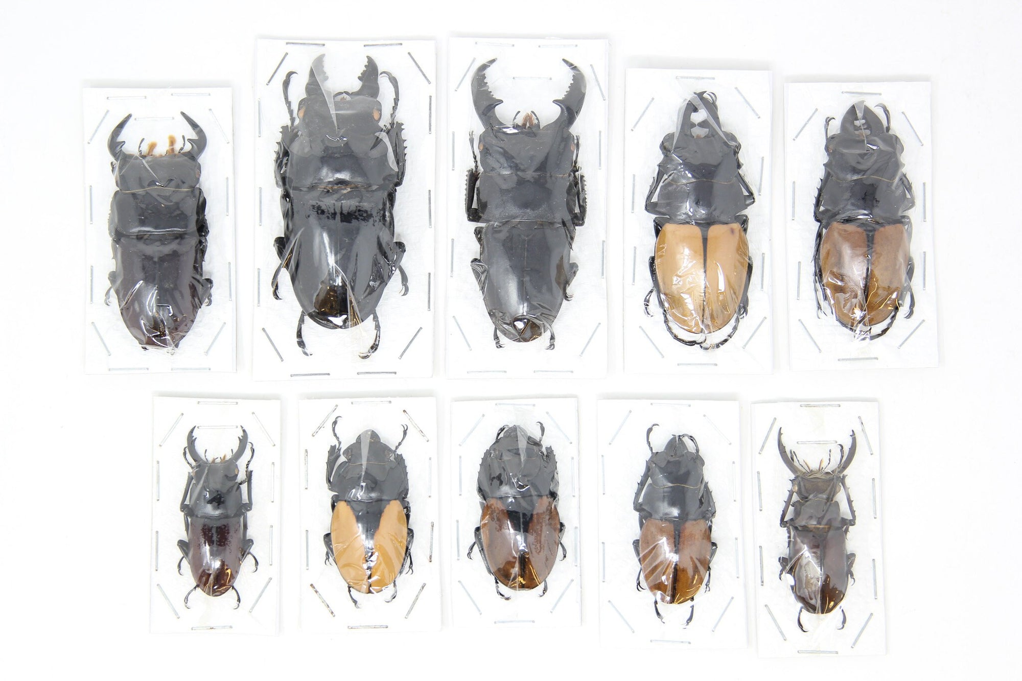 Assorted Specimens Insect Collection (Thailand) A1 Unmounted Dried Beetles, Coleoptera LOT*022