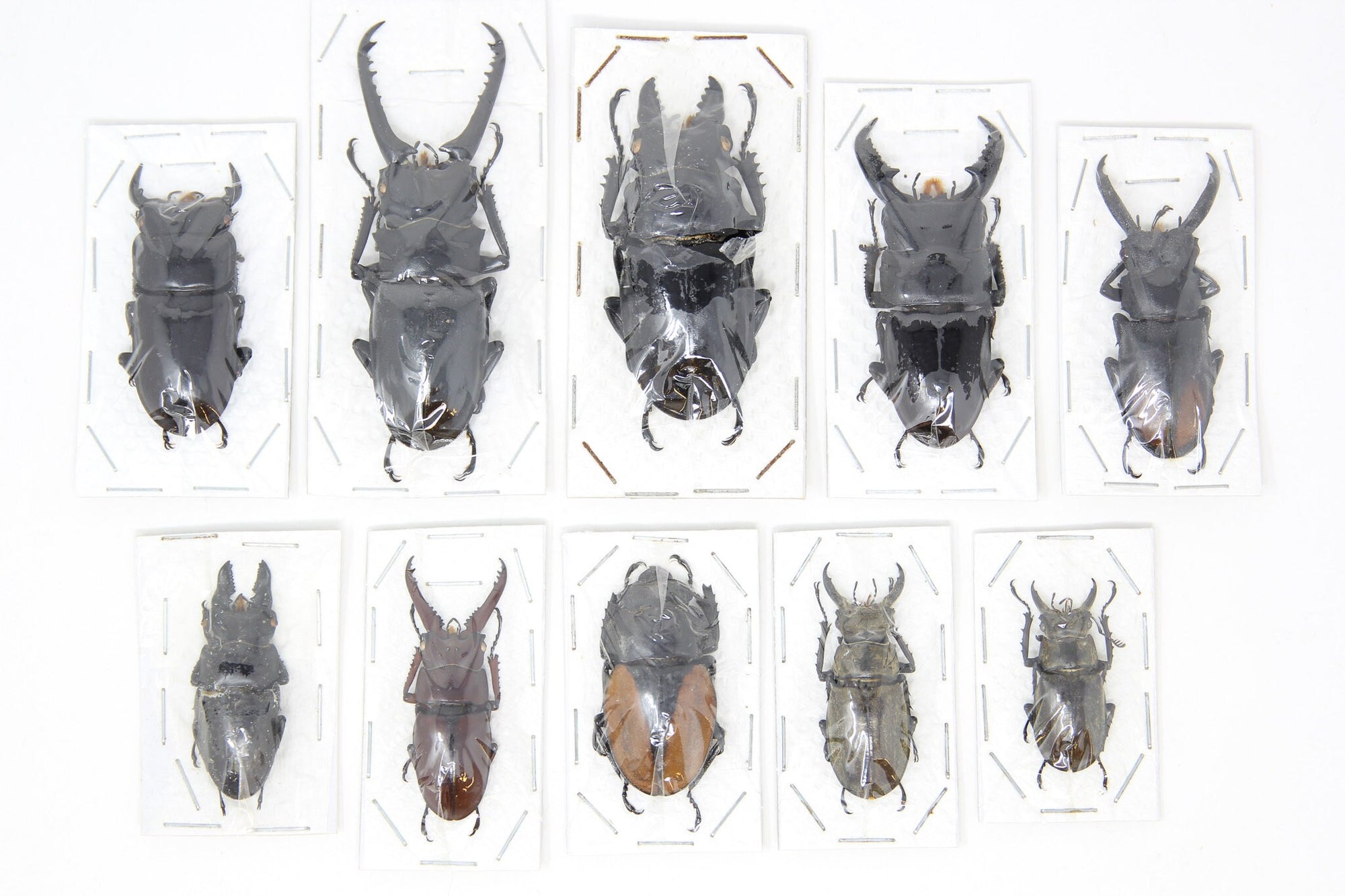 Assorted Specimens Insect Collection (Thailand) A1 Unmounted Dried Beetles, Coleoptera LOT*018