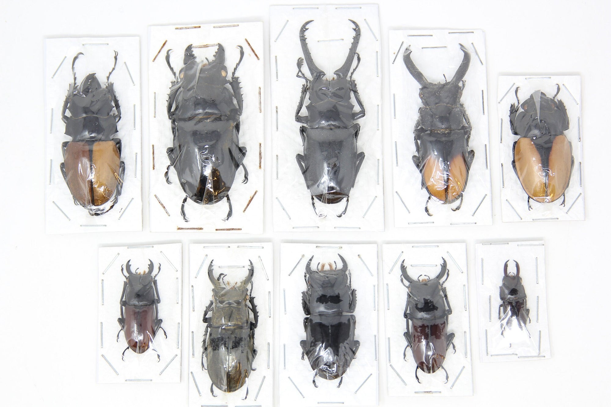 Assorted Specimens Insect Collection (Thailand) A1 Unmounted Dried Beetles, Coleoptera LOT*017