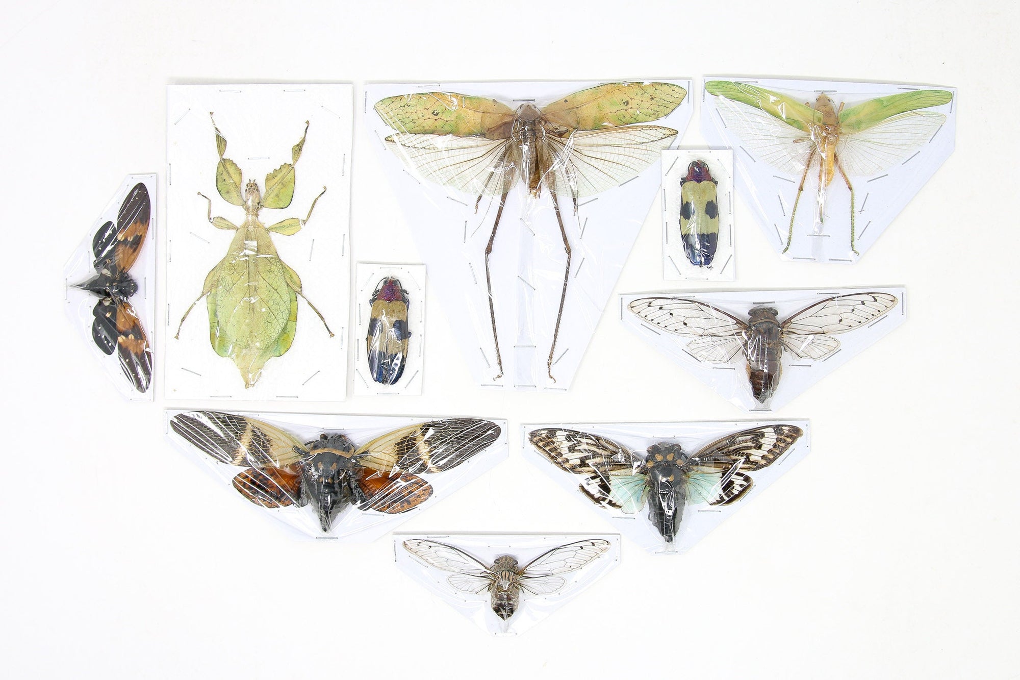 Assorted Entomolgy Specimens (Thailand) A1 Unmounted Dried Insect Collection, LOT*051