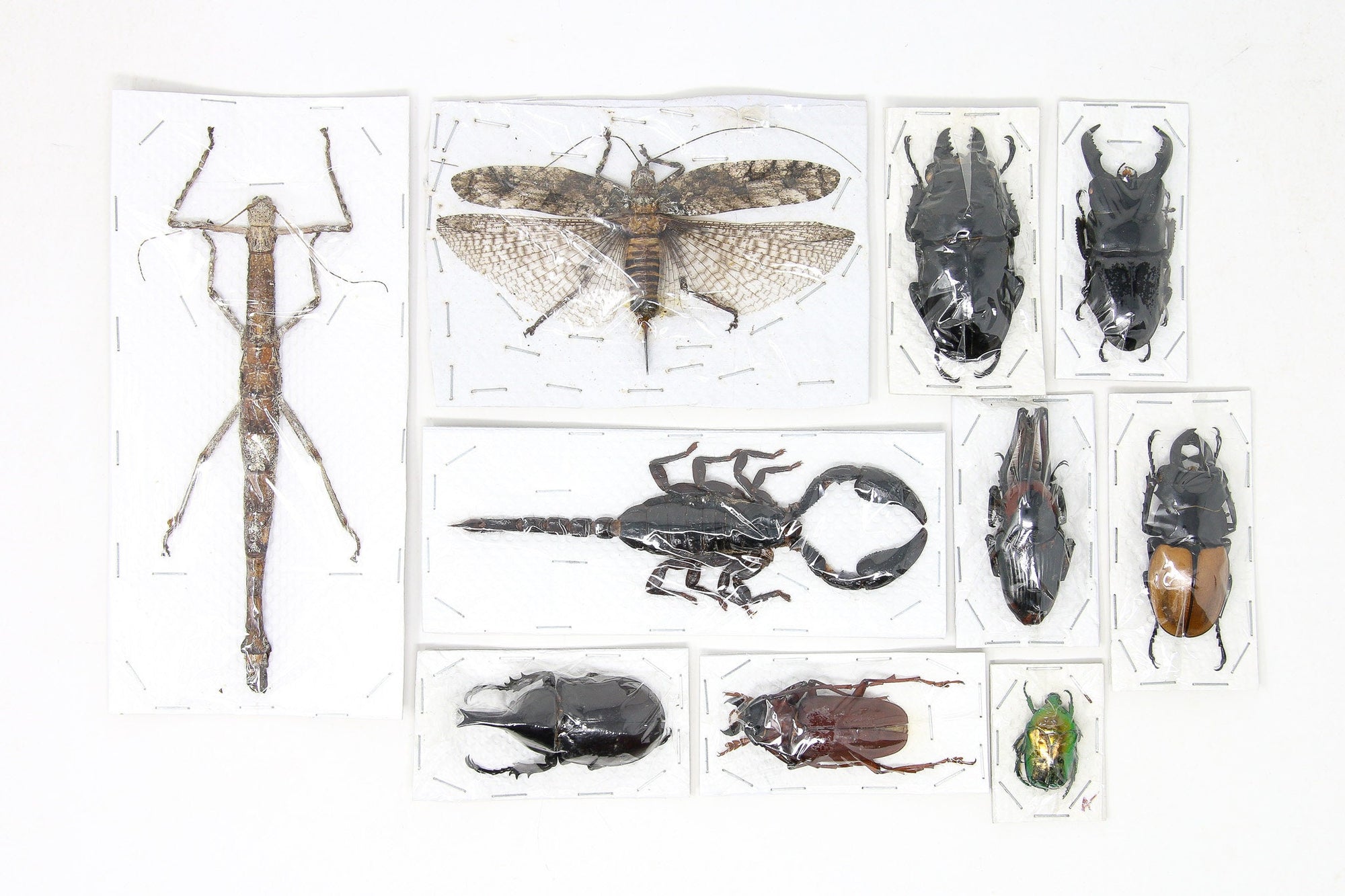 Assorted Entomolgy Specimens (Thailand) A1 Unmounted Dried Insect Collection, LOT*050