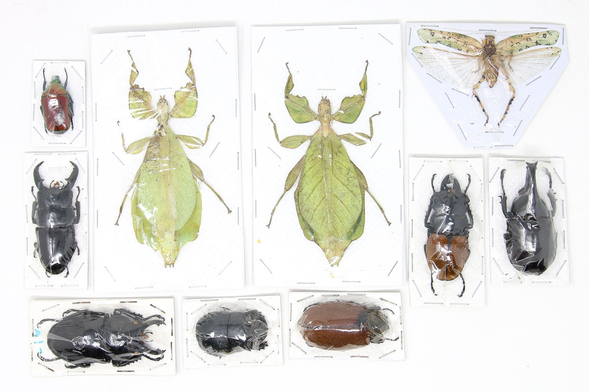 Assorted Entomolgy Specimens (Thailand) A1 Unmounted Dried Insect Collection, LOT*047