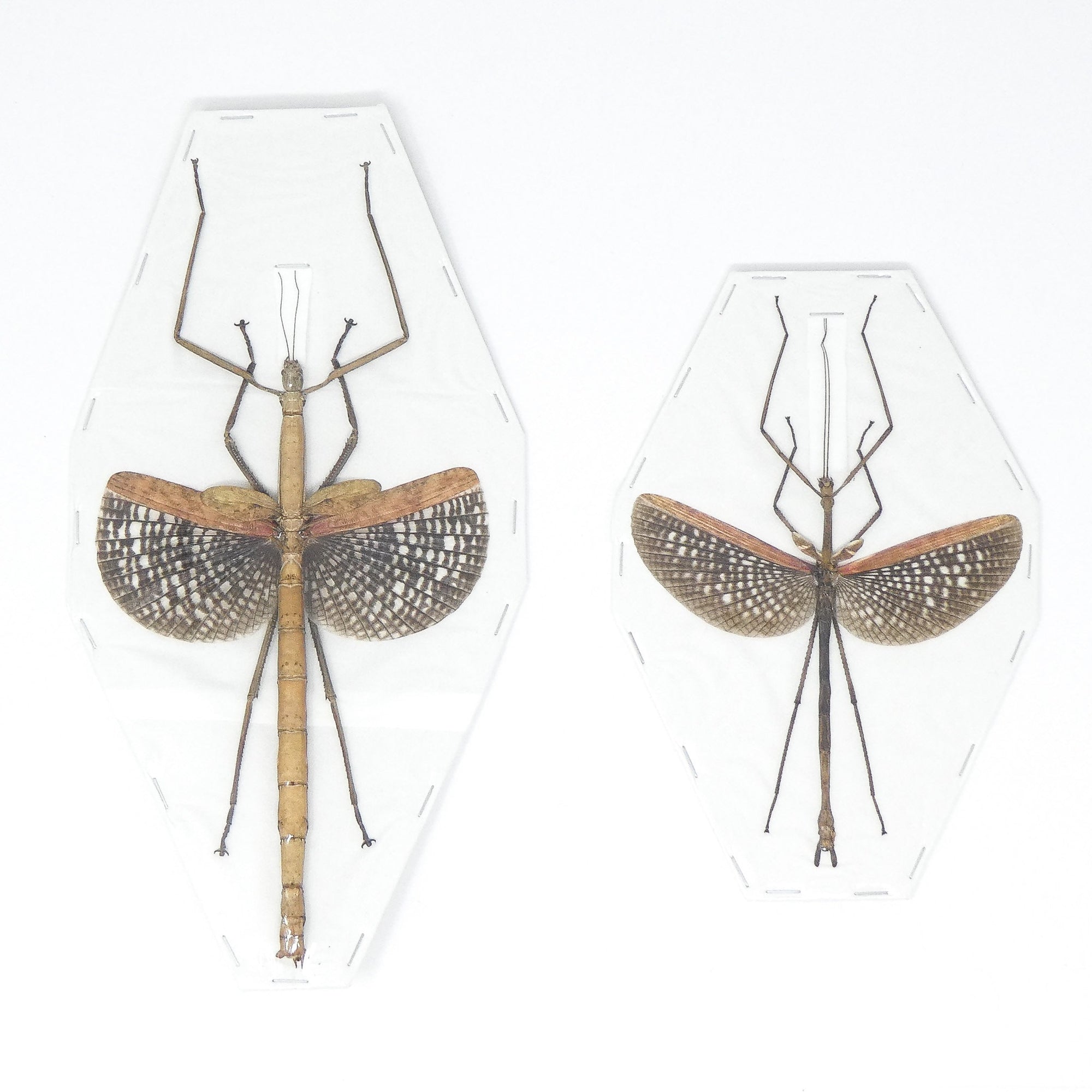 TWO (2) Buru Giant Stick-Insects (Anchiale buruense) 170mm+ A1 Dry-Preserved Real Entomology Phasmid Specimens