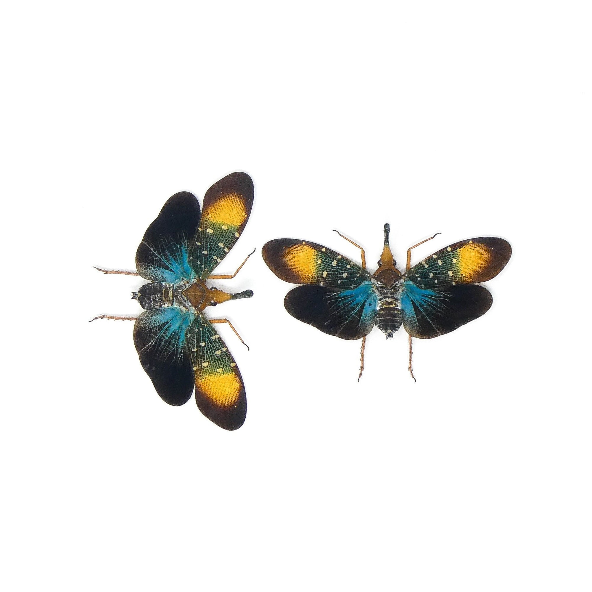 Two (2) Lantern Bugs, Pyrops gunjii (Spread) A1 Ethically Sourced Entomology Pyrops Specimens