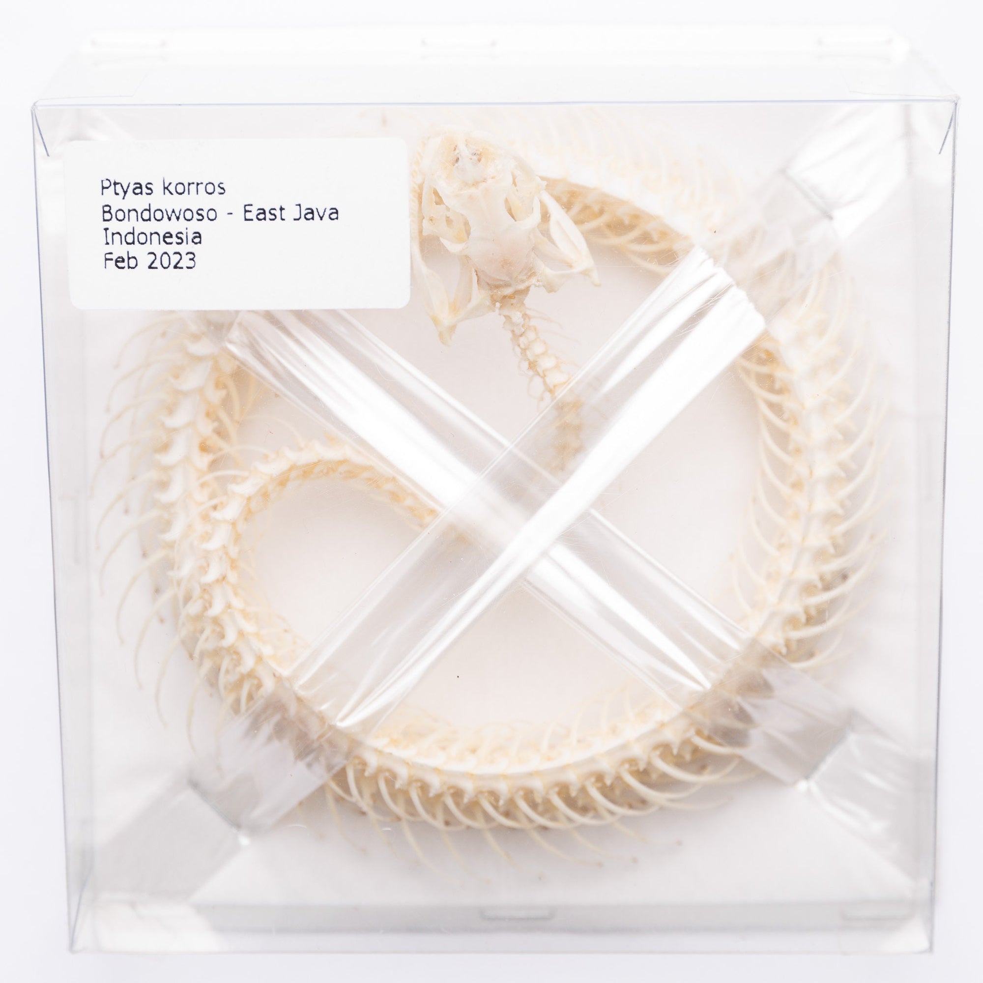 Indo-Chinese Rat Snake Skeleton (Ptyas korros) | A1 Coiled Specimen for Framing, Collecting, Study