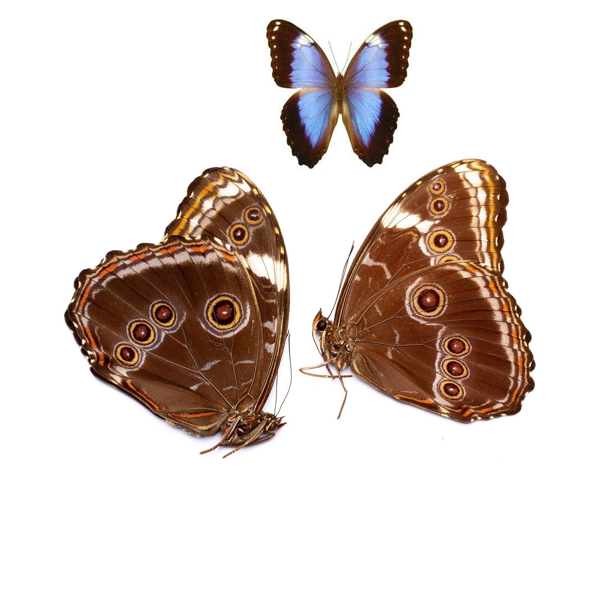 Two (2) Morpho helenor violaceus, Helenor Blue Morpho A1 Unmounted Real Butterflies
