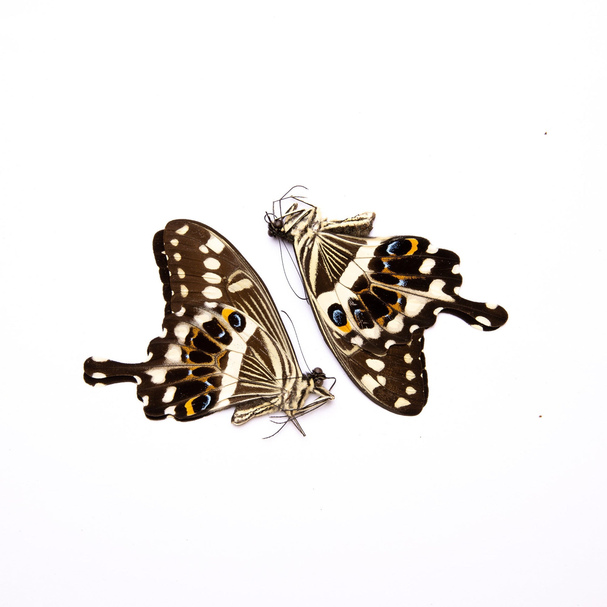 Two (2) Emperor Swallowtail (Papilio lomieri) A1 Unmounted Real Butterflies