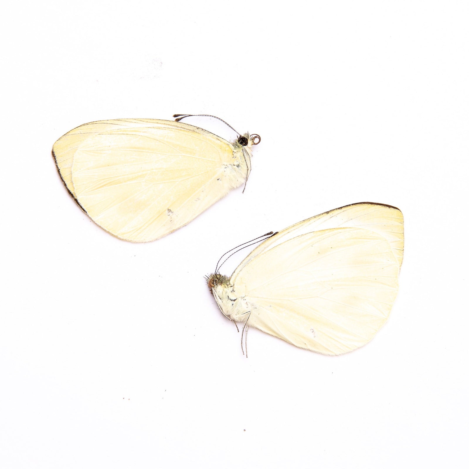 TWO (2) Indian Cabbage Whites (Pieris canidia) A1 Unmounted Real Butterflies