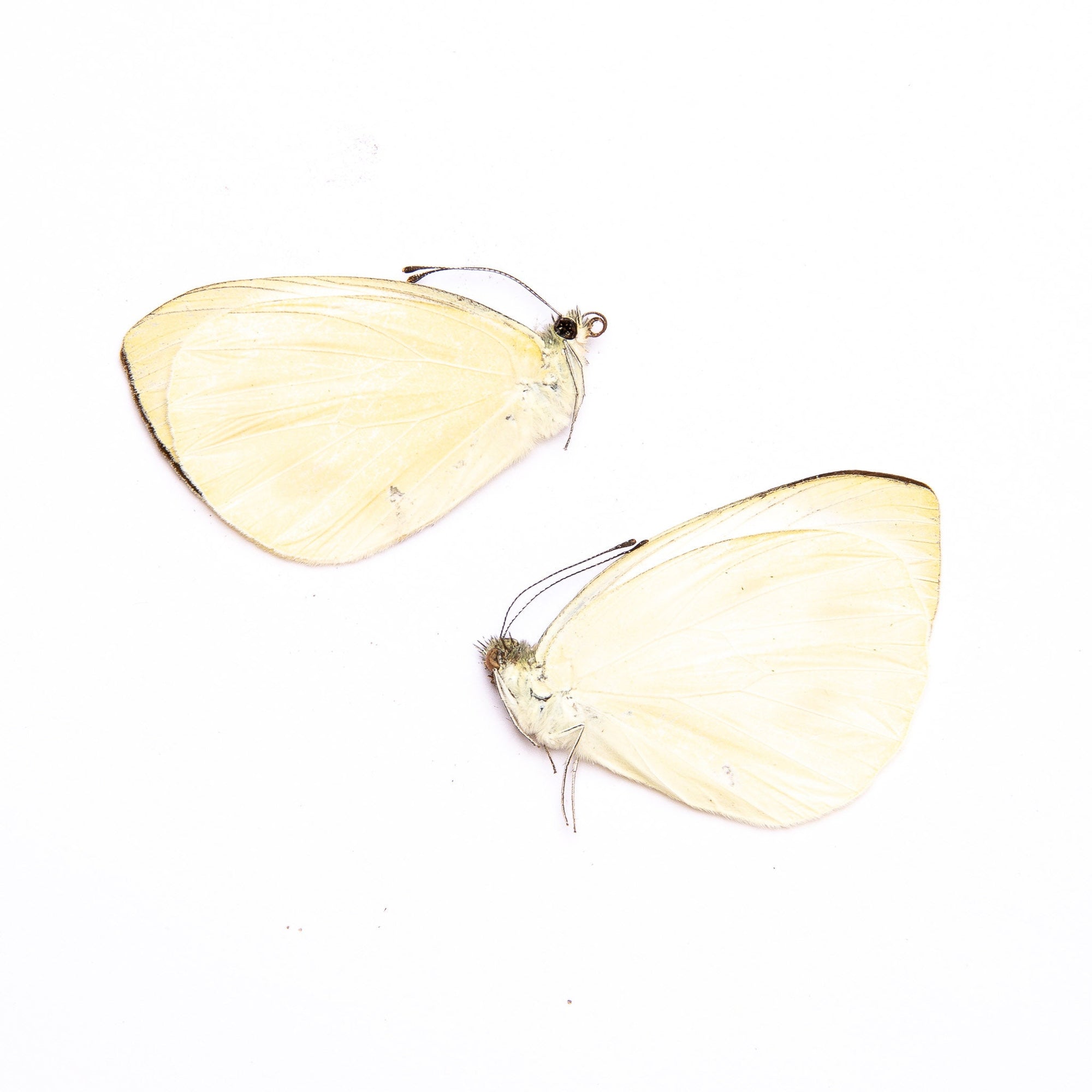 TWO (2) Indian Cabbage Whites (Pieris canidia) A1 Unmounted Real Butterflies