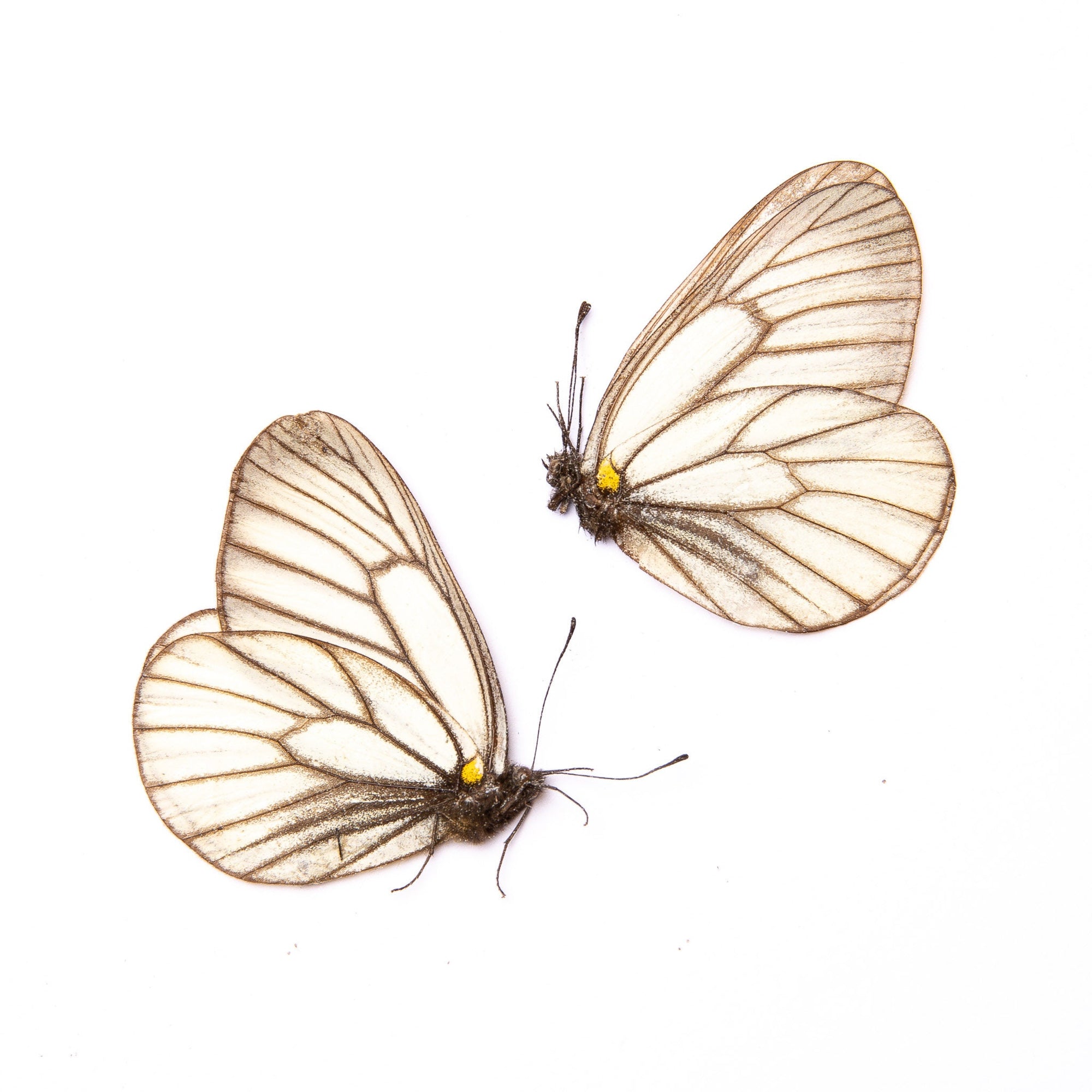 TWO (2) Aporia hippia | Unmounted Butterfies for Art and Collecting