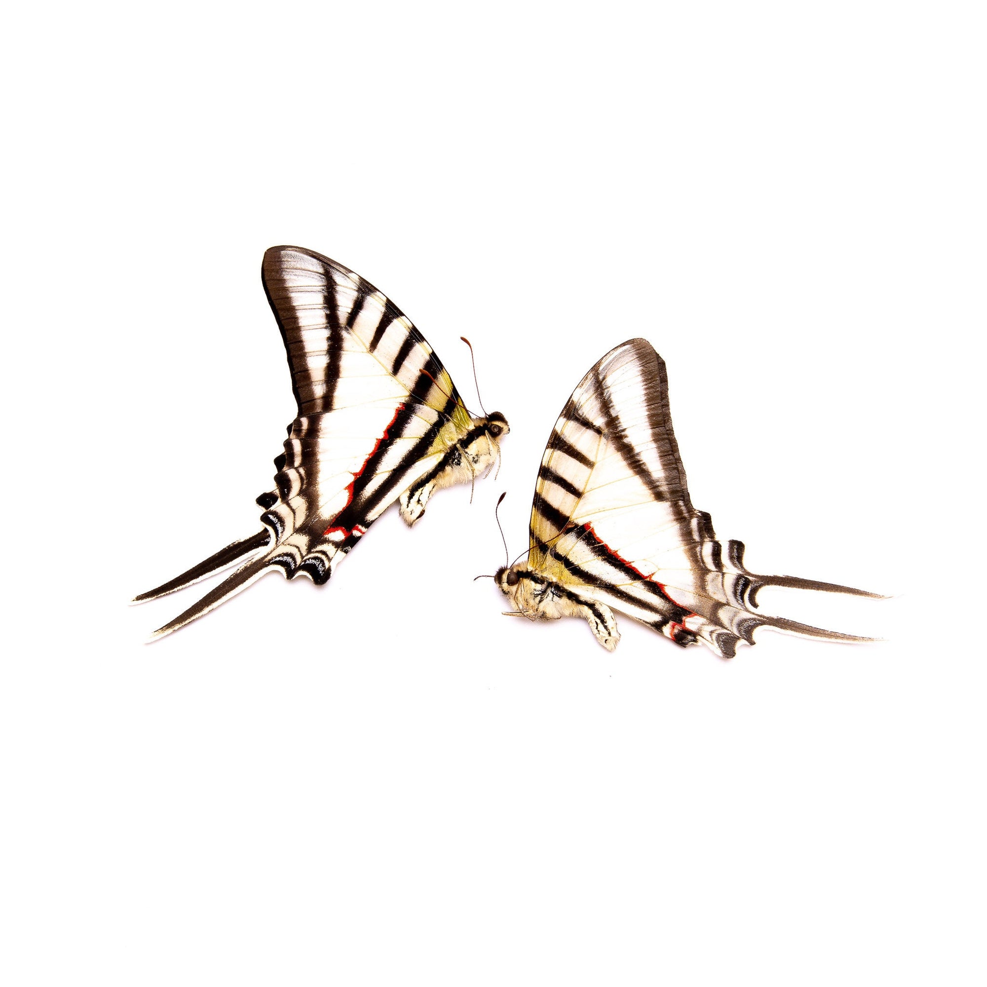 TWO (2) Zebra Swallowtail (Protesilaus protesilaus) | Unmounted Butterfies for Art and Collecting