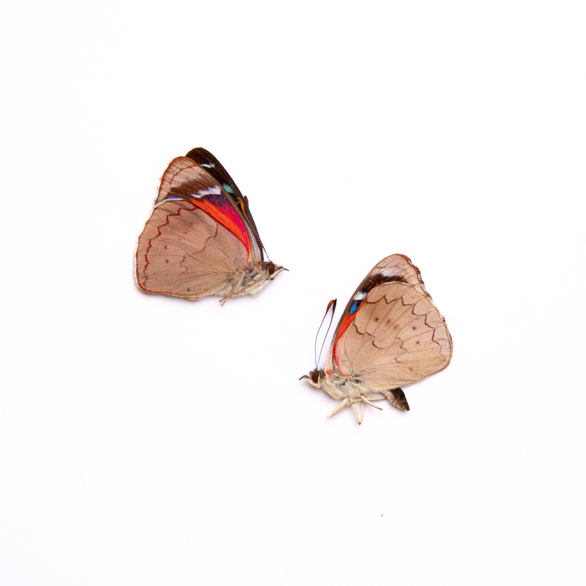 TWO (2) Perisama cecidas | A1 Real Dry-Preserved Butterflies | Unmounted Entomology Taxidermy Specimens