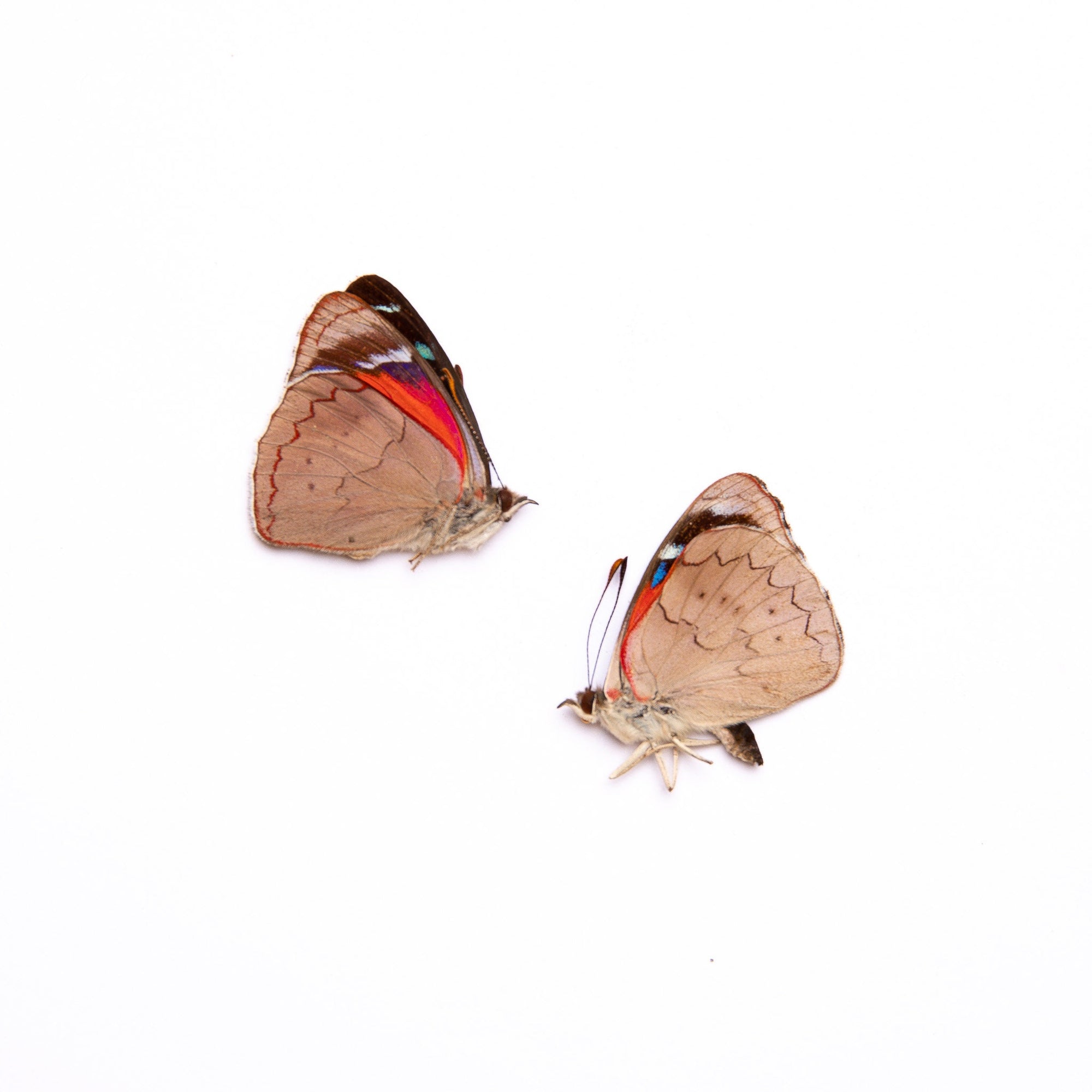 TWO (2) Perisama cecidas | A1 Real Dry-Preserved Butterflies | Unmount ...