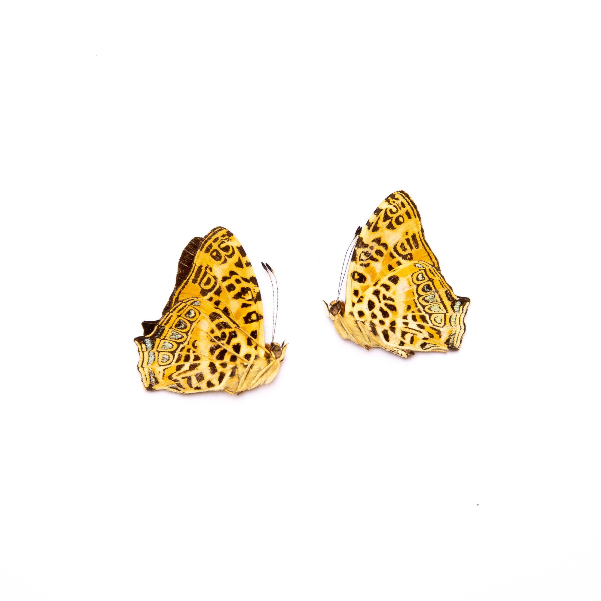 TWO (2) Symbrenthia hypselis | A1 Real Dry-Preserved Butterflies | Unmounted Entomology Taxidermy Specimens