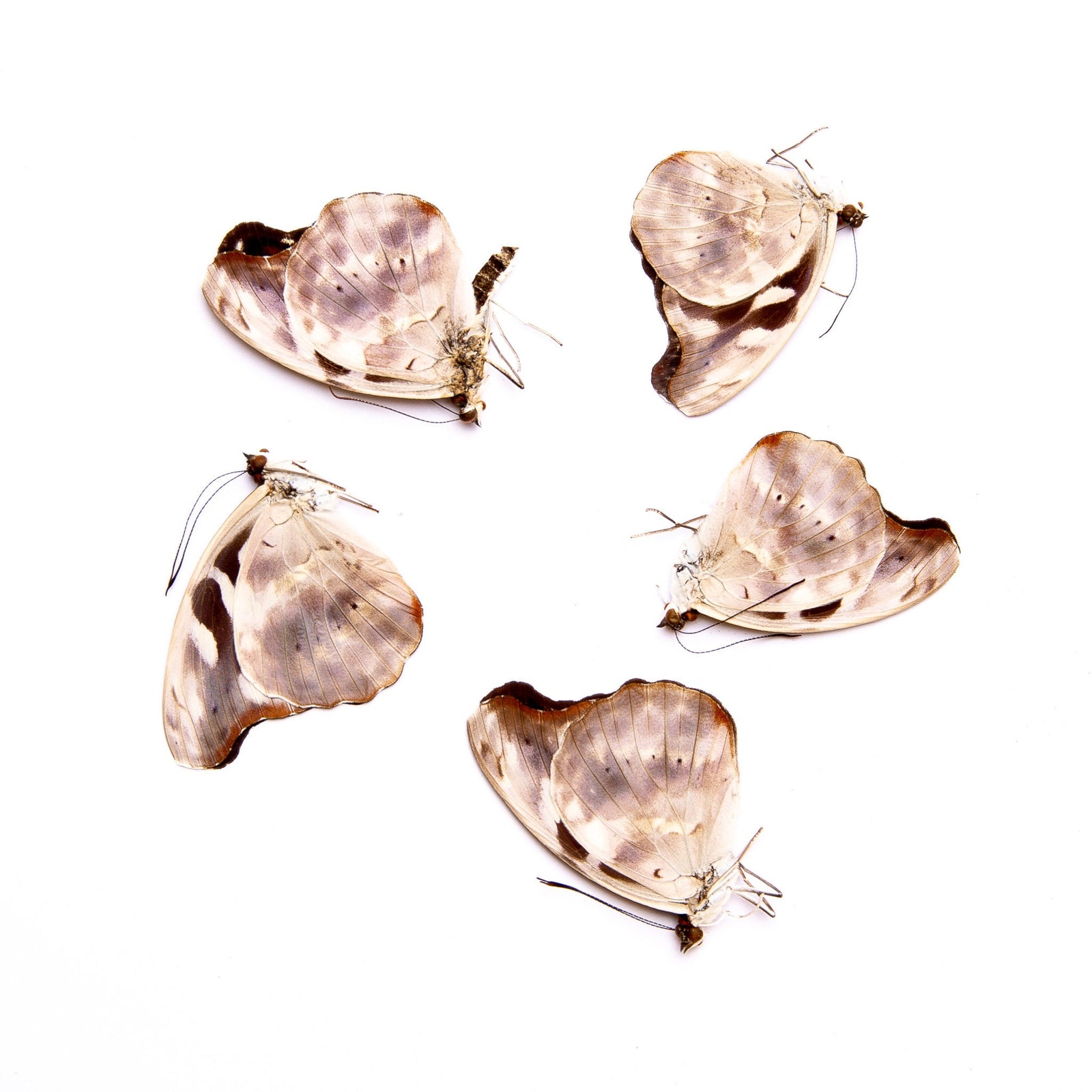 FIVE (5) Catonephele acontius | A1 Real Dry-Preserved Butterflies | Unmounted Entomology Taxidermy Specimens
