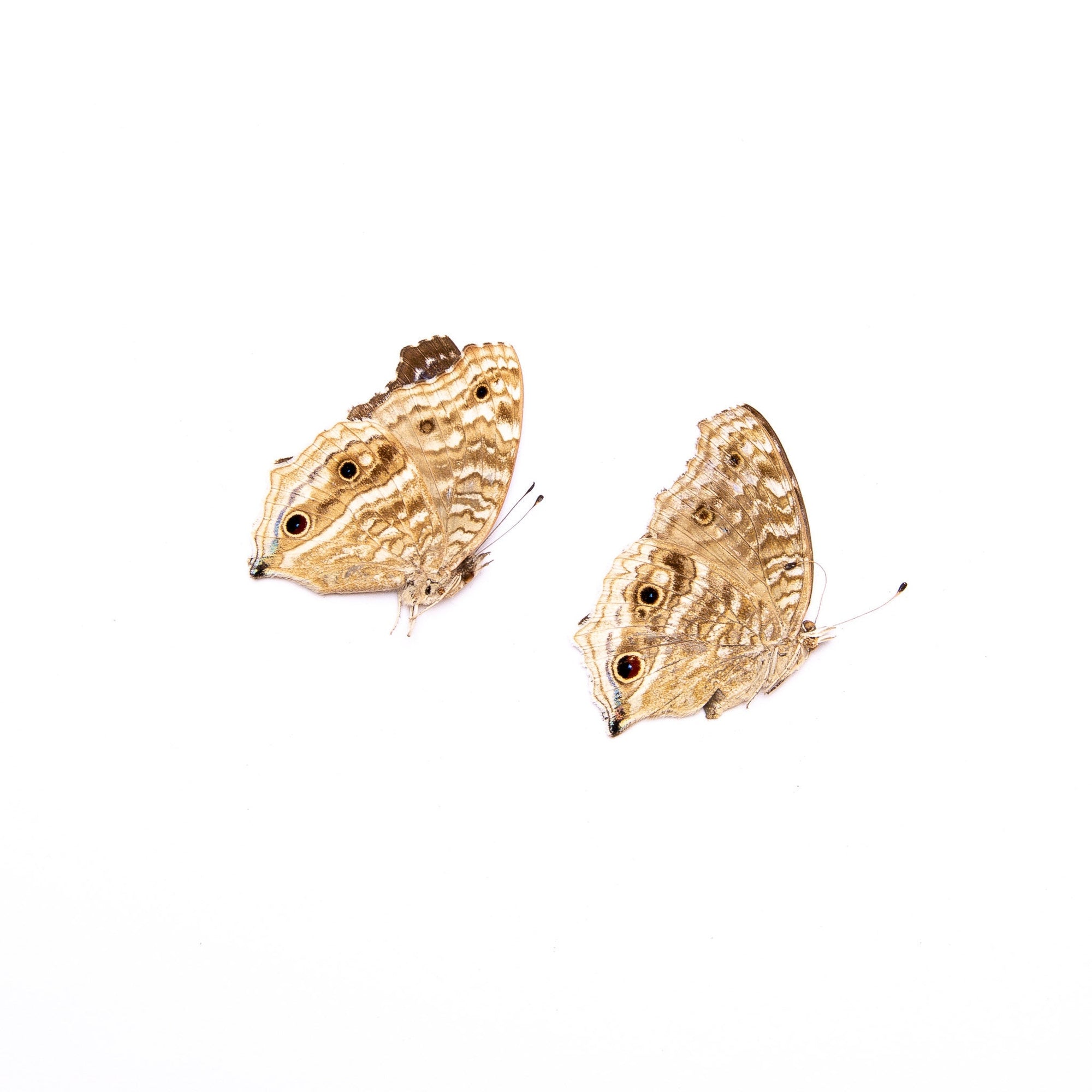 TWO (2) Junonia rhadama | A1 Real Dry-Preserved Butterflies | Unmounted Entomology Taxidermy Specimens