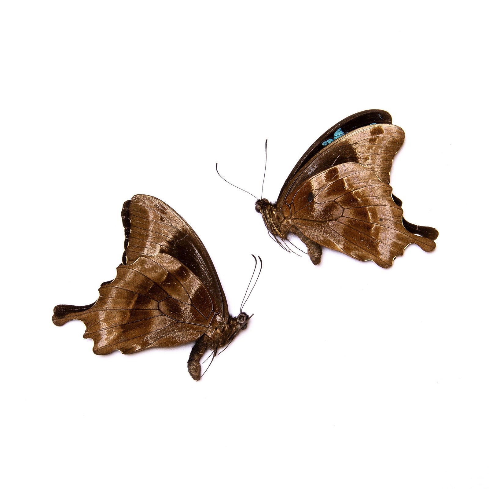 TWO (2) Madagascan Blue Swallowtail (Papilio oribazus) | A1 Real Dry-Preserved Butterflies | Unmounted Entomology Taxidermy Specimens