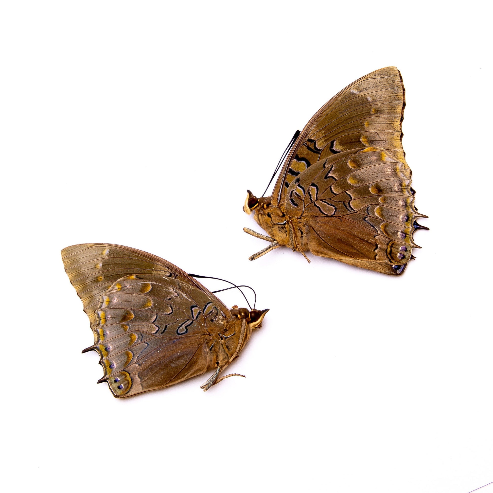TWO (2) Charaxes mixtus | A1 Real Dry-Preserved Butterflies | Unmounted Entomology Taxidermy Specimens