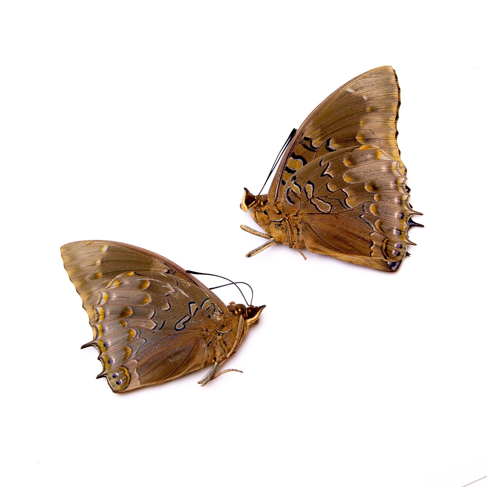 TWO (2) Charaxes mixtus | A1 Real Dry-Preserved Butterflies | Unmounte ...