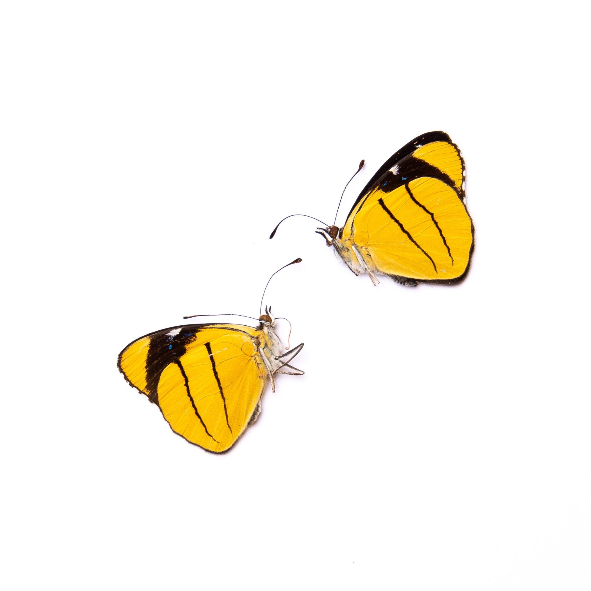 TWO (2) Perisama xanthica | A1 Real Dry-Preserved Butterflies | Unmounted Entomology Taxidermy Specimens