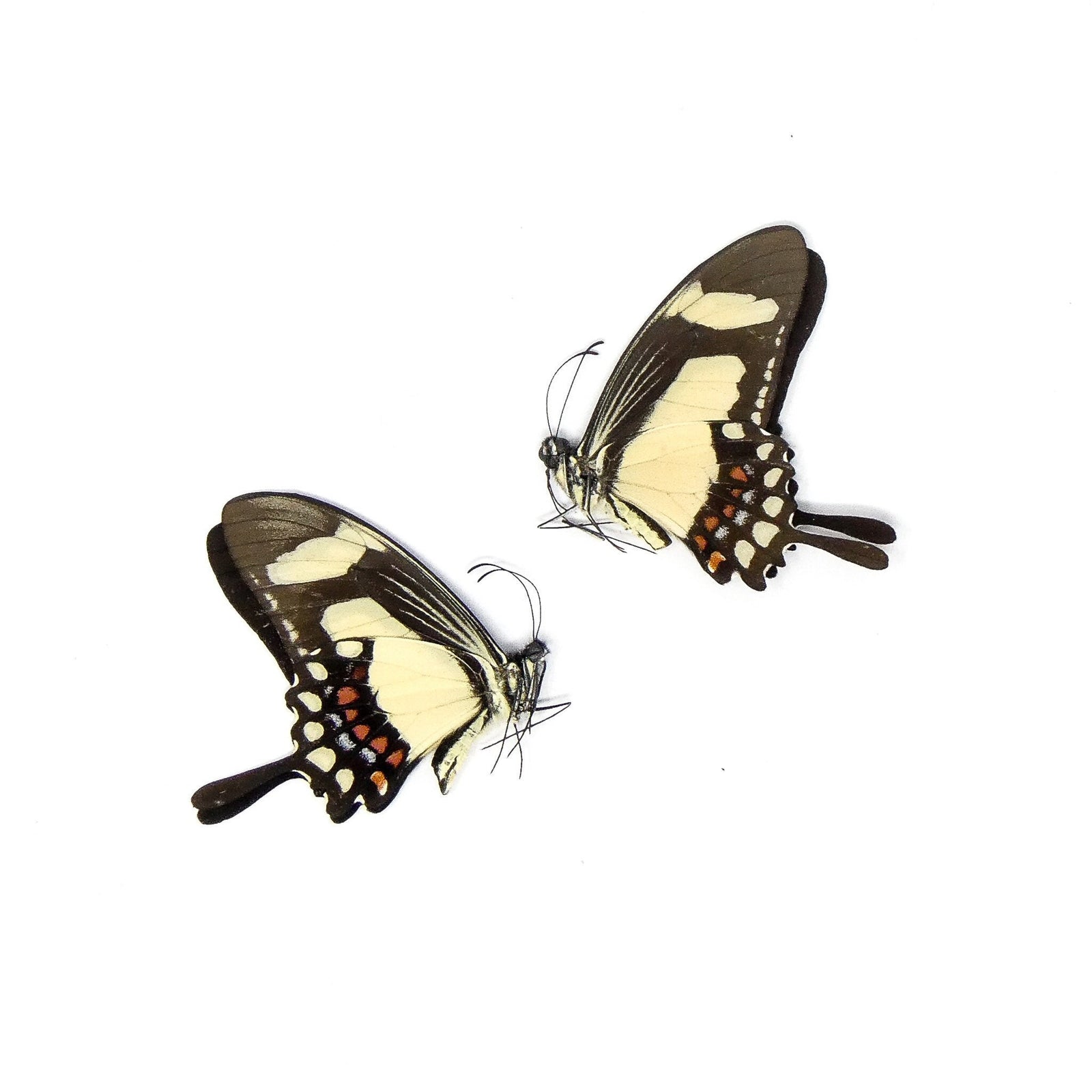 TWO (2) The Torquatus Swallowtail (Papilio torquantus) | A1 Real Dry-Preserved Butterflies | Unmounted Entomology Taxidermy Specimens