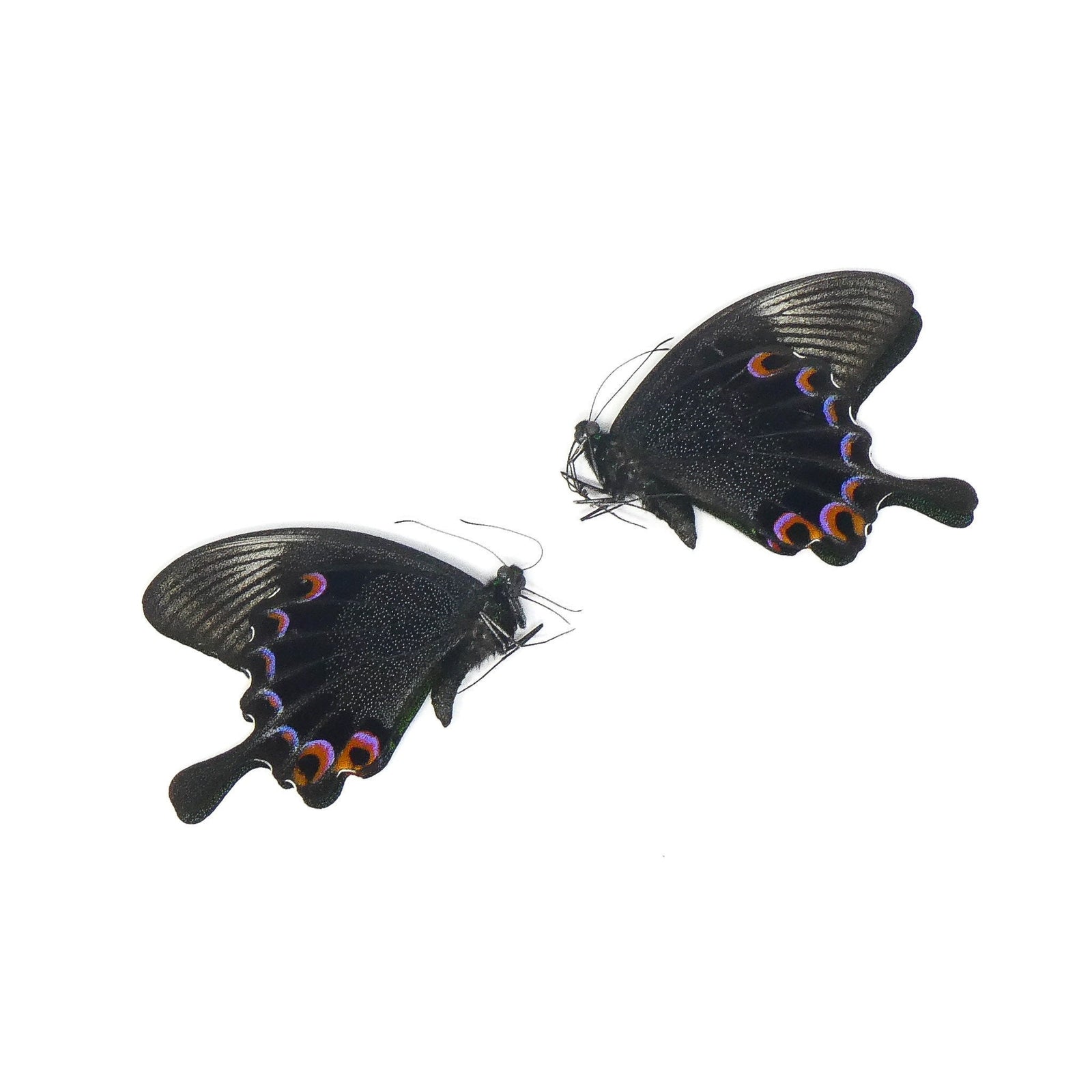 TWO (2) Jungle Jade Swallowtail (Papilio karna) | A1 Real Dry-Preserved Butterflies | Unmounted Entomology Taxidermy Specimens