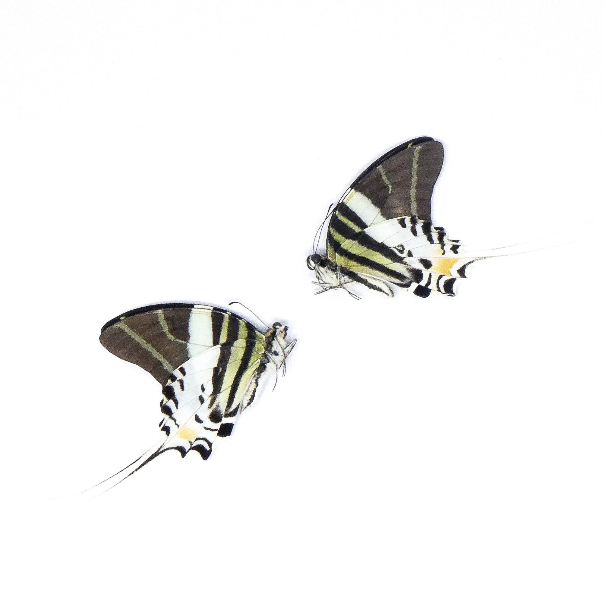 TWO (2) Giant Swallowtail Butterflies | Graphium androcles | A1 Real Dry-Preserved Butterflies | Unmounted Entomology Taxidermy Specimens