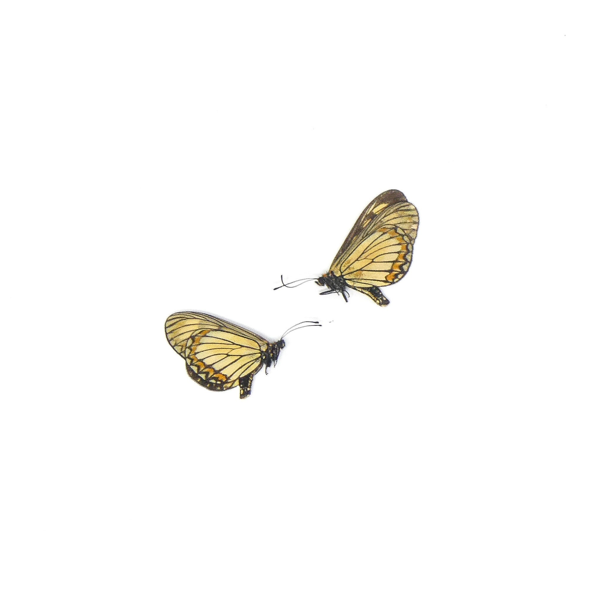 TWO (2) Acraea issoria, The Yellow Coster | A1 Real Dry-Preserved Butterflies | Unmounted Entomology Taxidermy Specimens