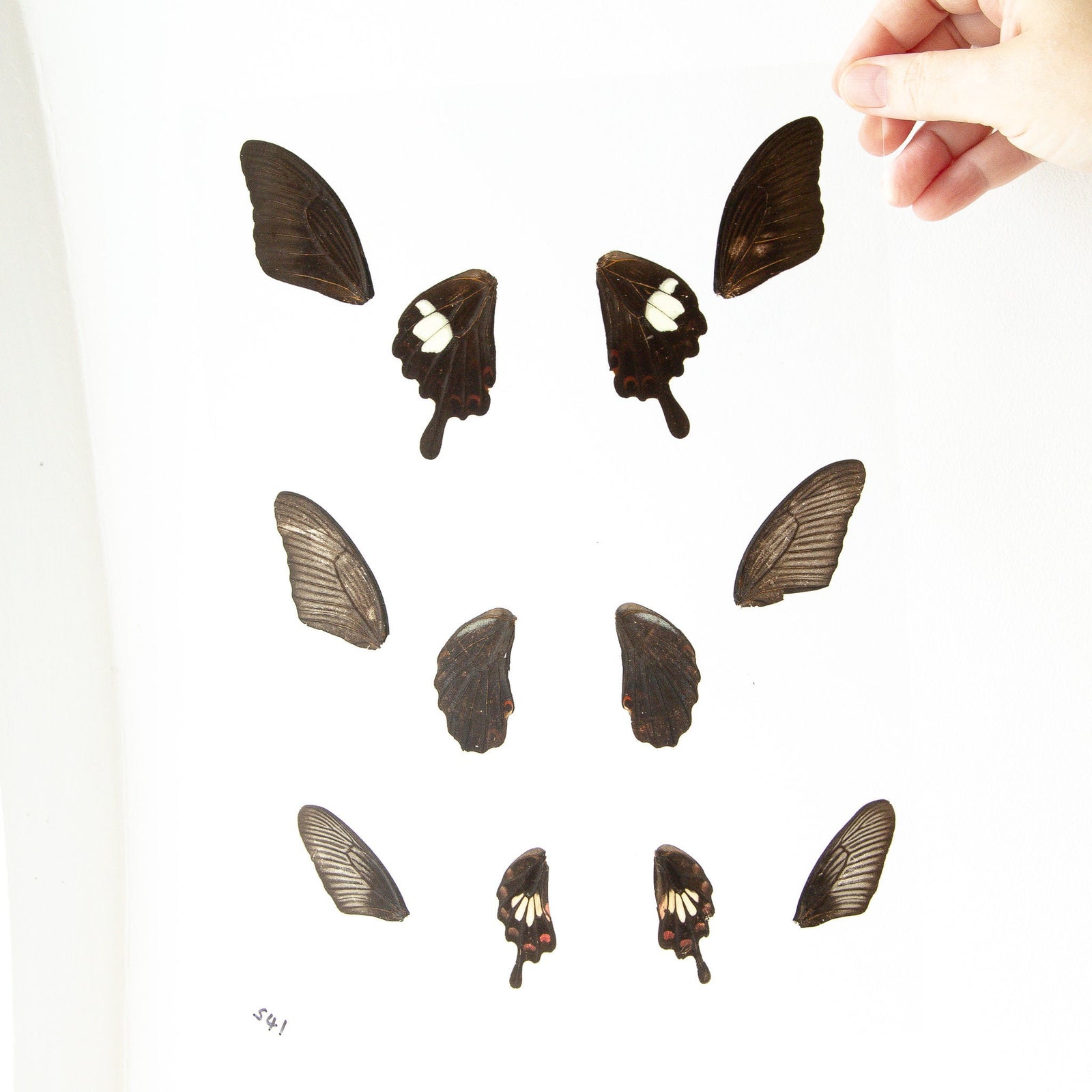 Butterfly Wings GLOSSY LAMINATED SHEET Real Ethically Sourced Specimens Moths Butterflies Wings for Art -- S41