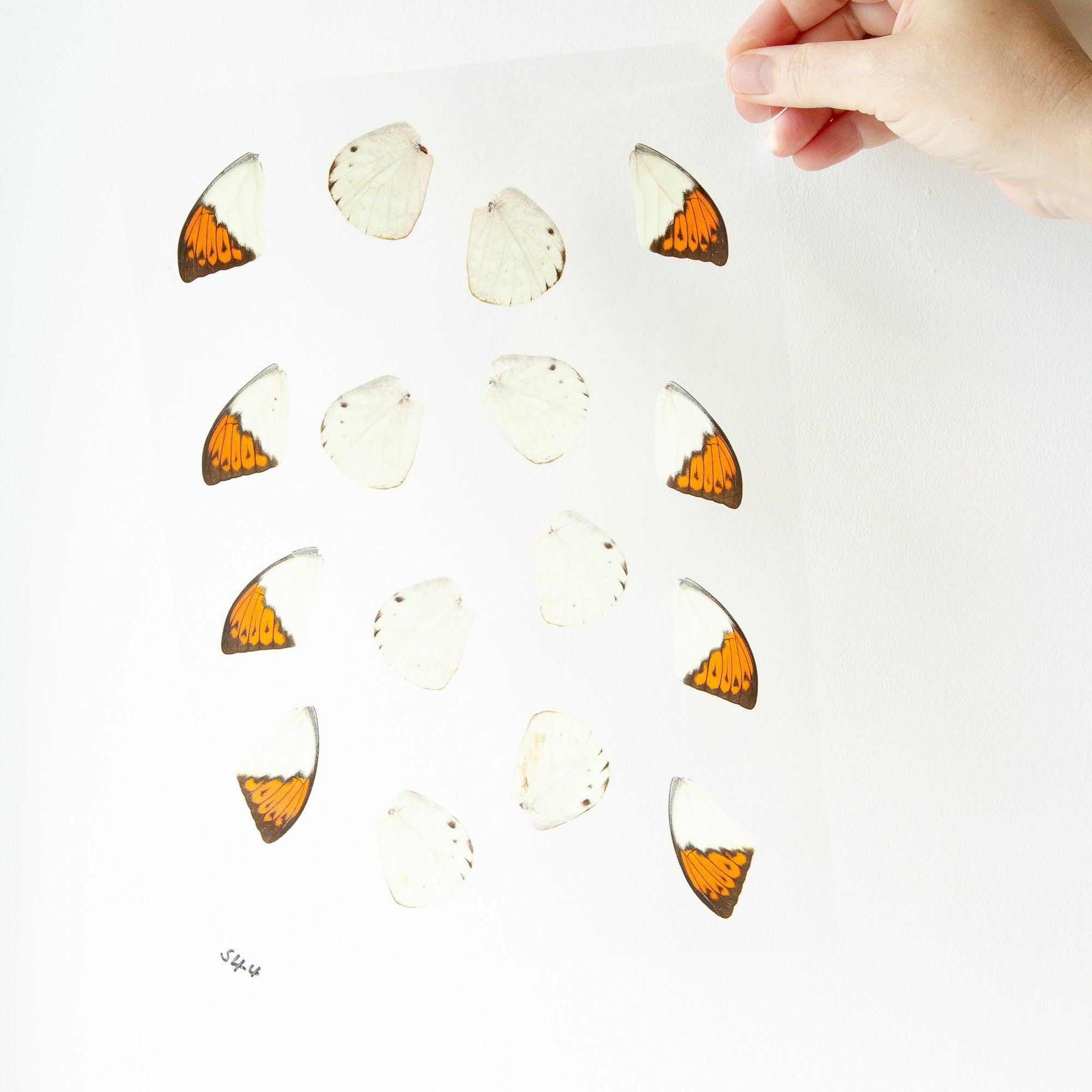 Butterfly Wings GLOSSY LAMINATED SHEET Real Ethically Sourced Specimens Moths Butterflies Wings for Art -- S44