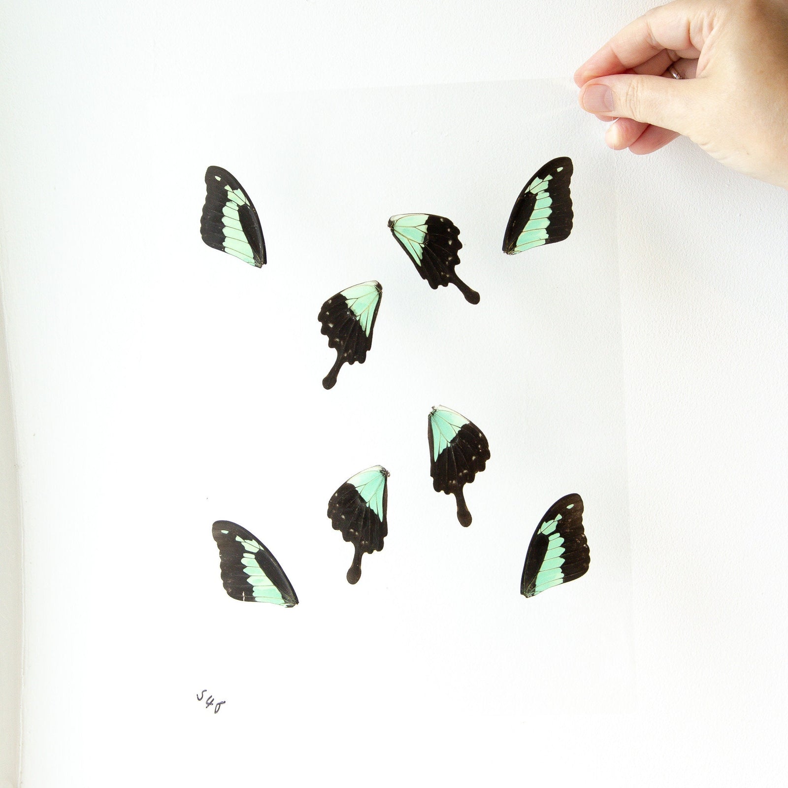 Butterfly Wings GLOSSY LAMINATED SHEET Real Ethically Sourced Specimens Moths Butterflies Wings for Art -- S48