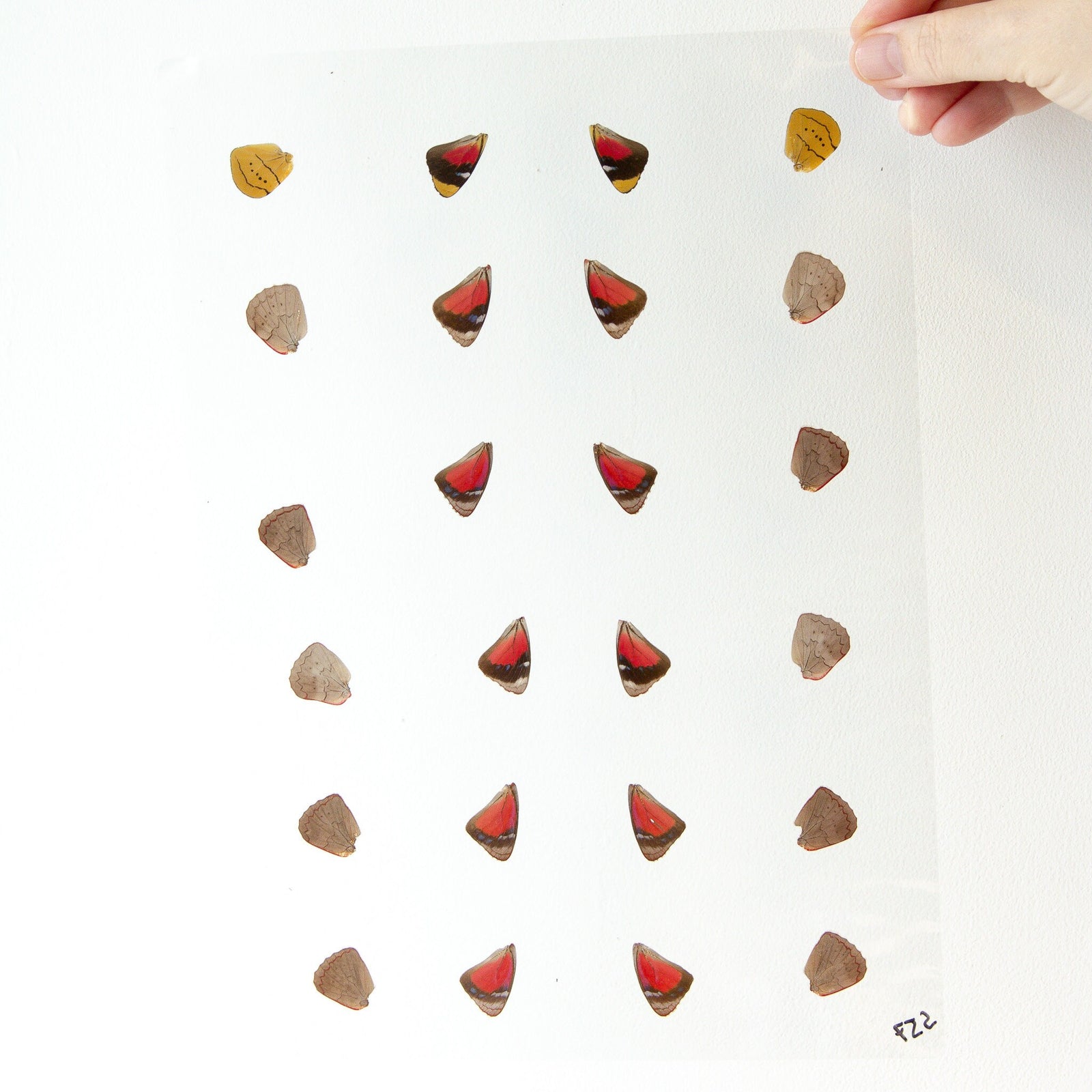 Butterfly Wings GLOSSY LAMINATED SHEET Real Ethically Sourced Specimens Moths Butterflies Wings for Art -- S57