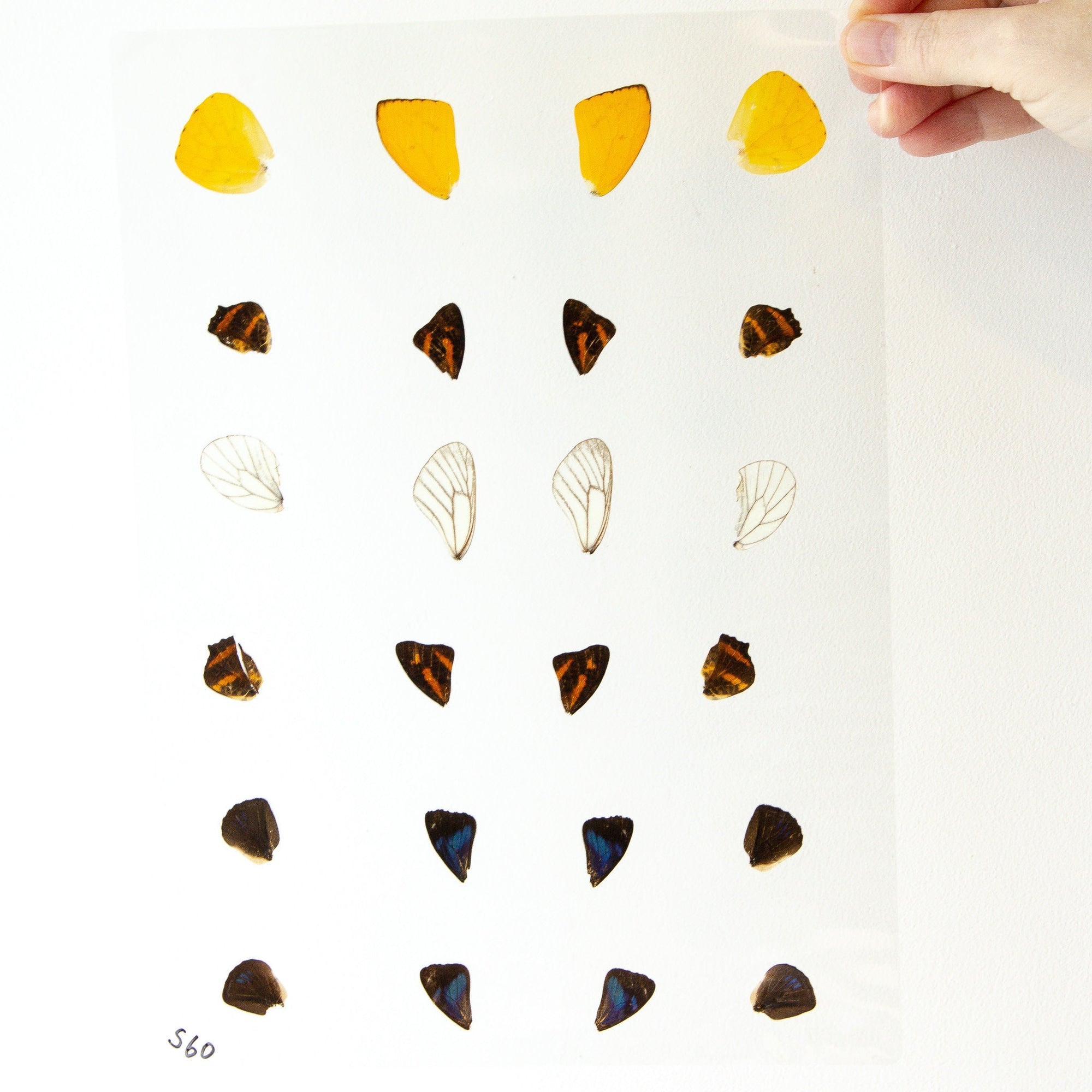 Butterfly Wings GLOSSY LAMINATED SHEET Real Ethically Sourced Specimens Moths Butterflies Wings for Art -- S60