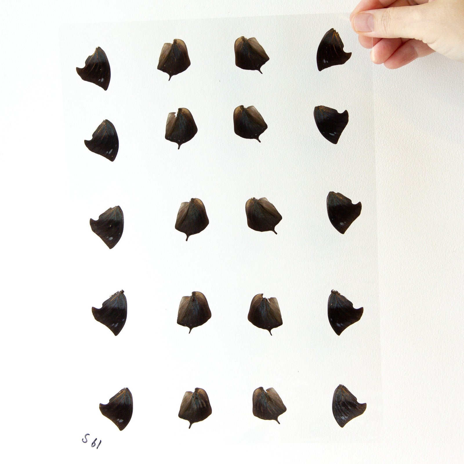 Butterfly Wings GLOSSY LAMINATED SHEET Real Ethically Sourced Specimens Moths Butterflies Wings for Art -- S61