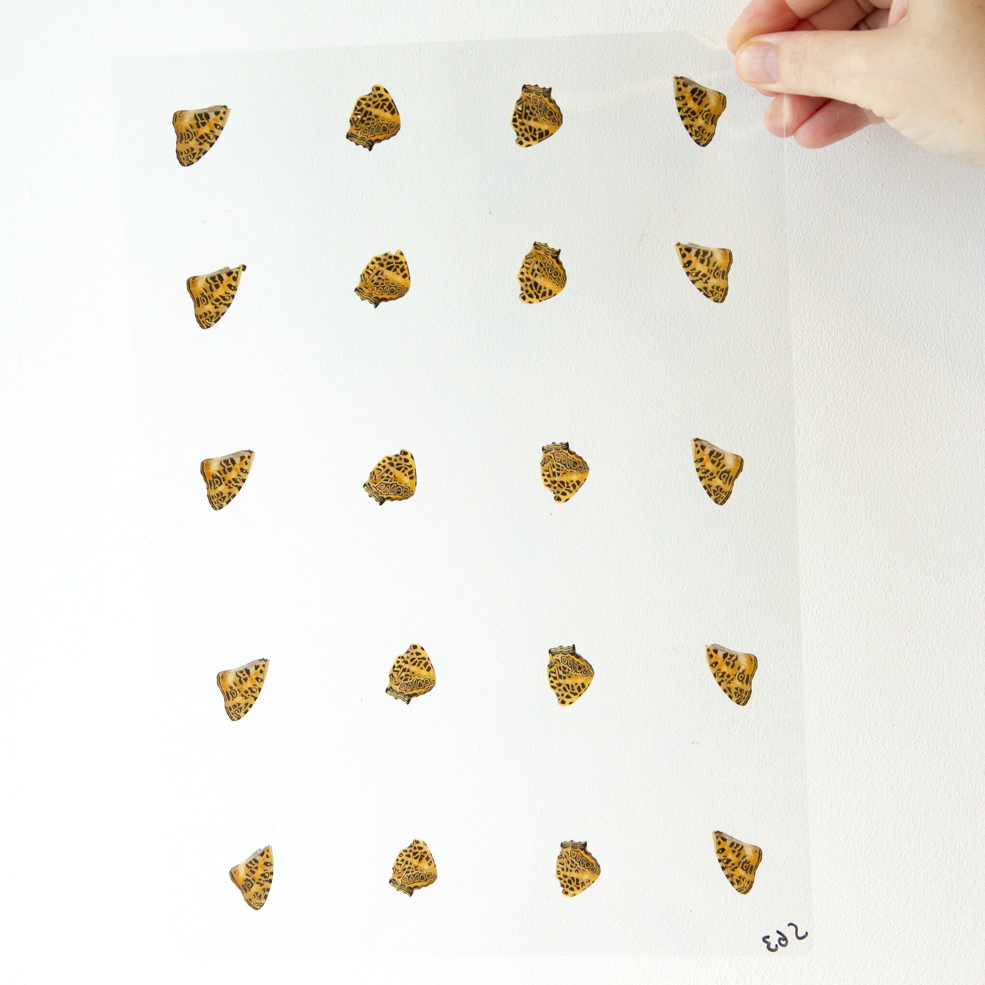 Butterfly Wings GLOSSY LAMINATED SHEET Real Ethically Sourced Specimens Moths Butterflies Wings for Art -- S63